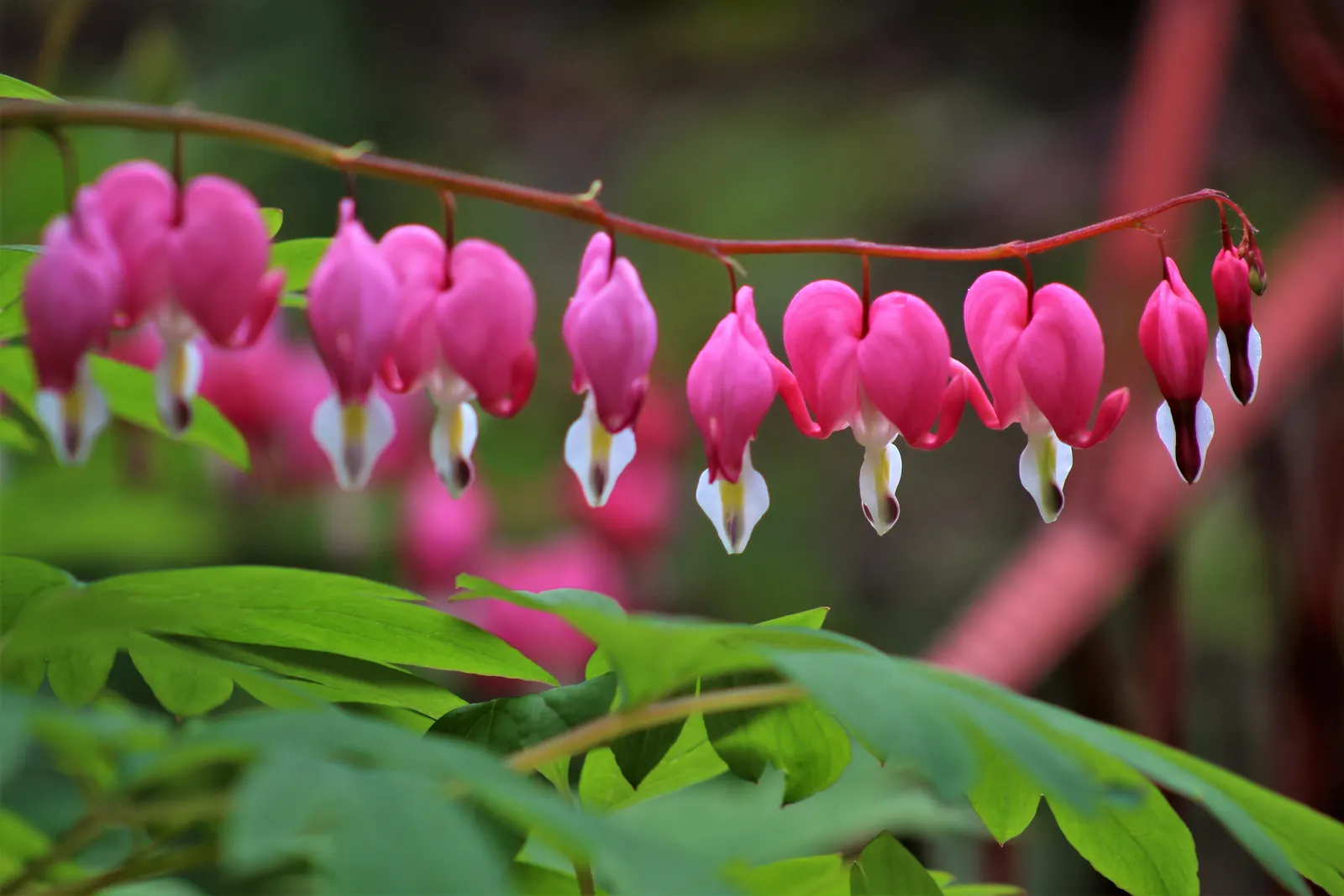 Bleeding Glory-Bower (Clerodendrum Thomsoniae) — Blooms appear in spring and summer, adding dramatic flair; such as a trellis or fence