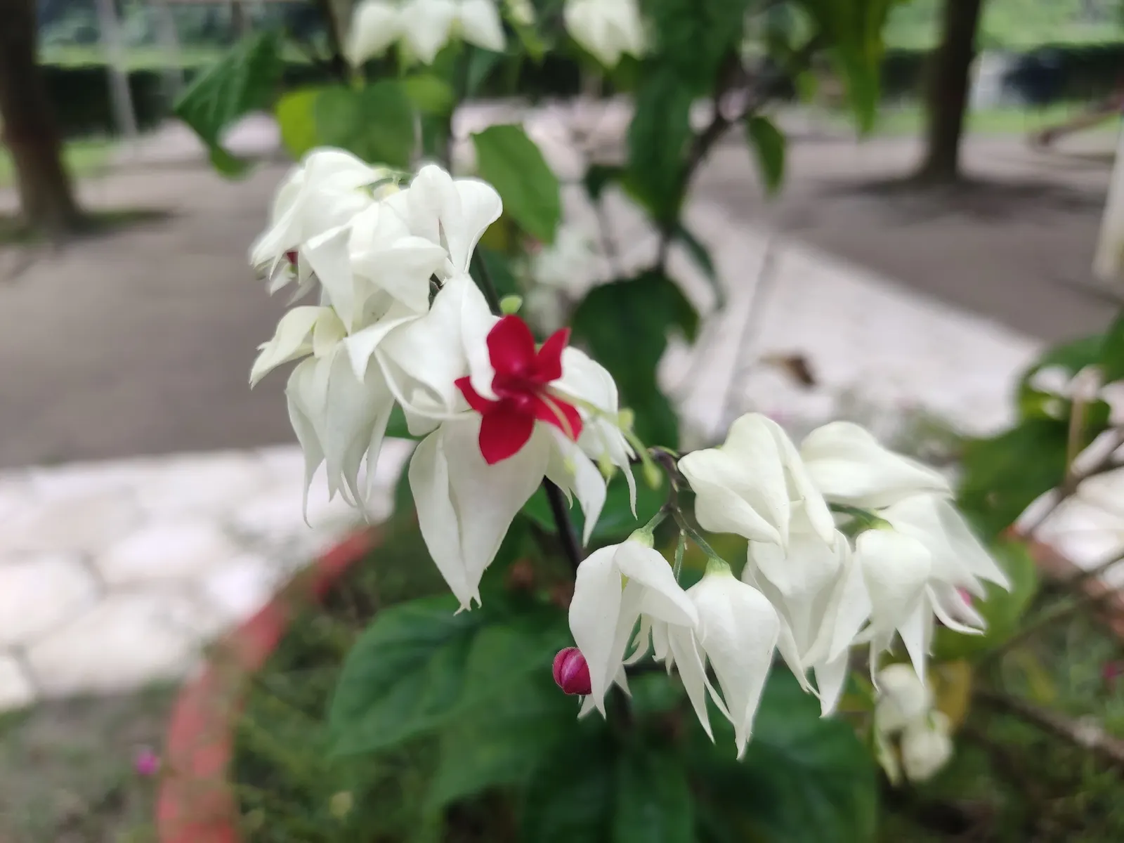 Bleeding Glory-Bower (Clerodendrum Thomsoniae) — It demands well-draining soil with a good amount of organic matter and a consistent moisture level; the