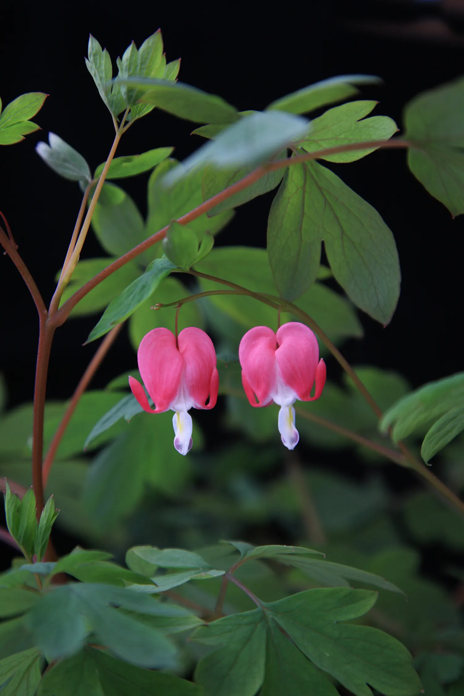 Bleeding Glory-Bower (Clerodendrum Thomsoniae) — is an enchanting tropical vine native to West Africa; or other vertical surfaces