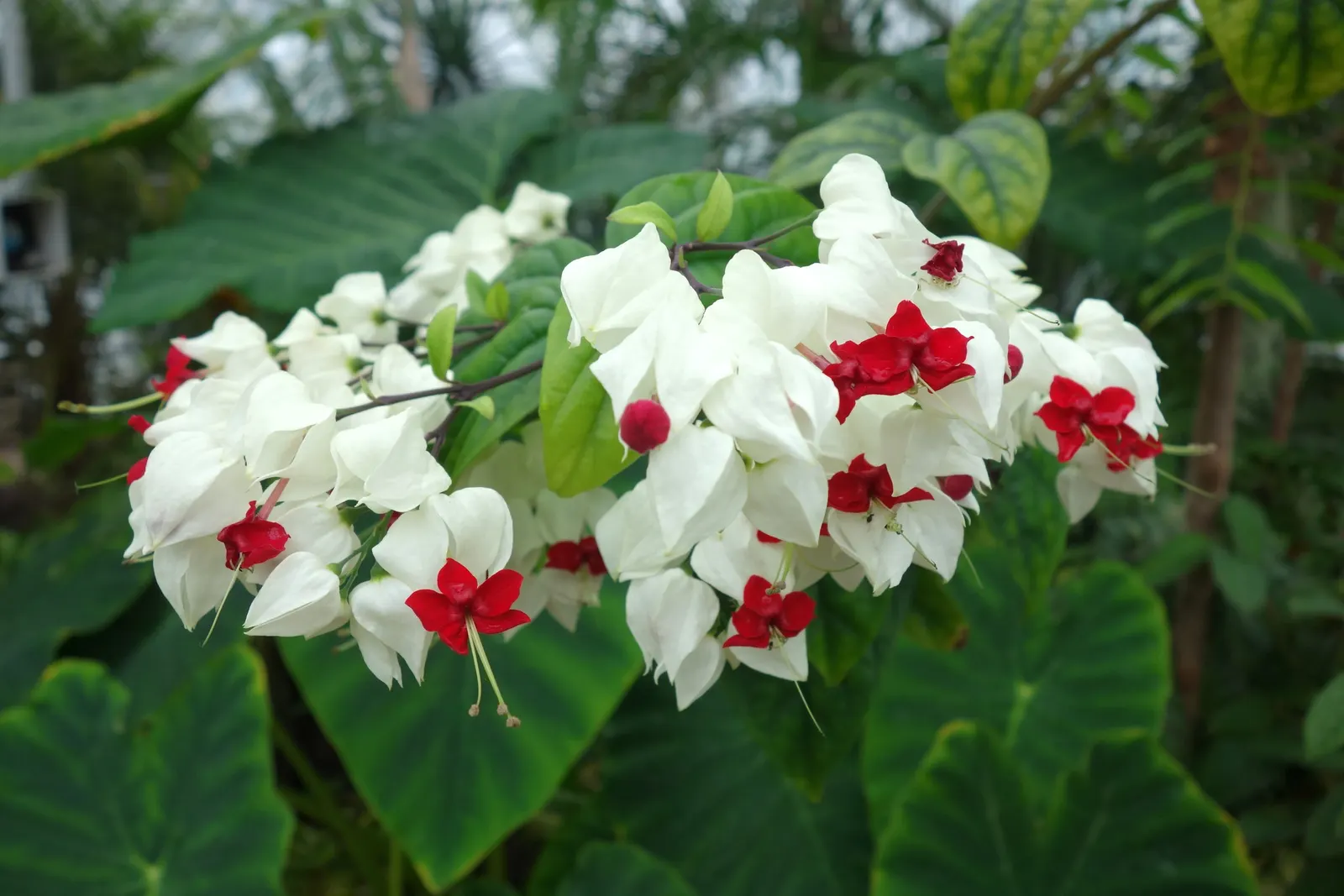 Bleeding Glory-Bower (Clerodendrum Thomsoniae) — vine with multi-colored and red and white blooms; although it requires some shade in the hottest, image 124