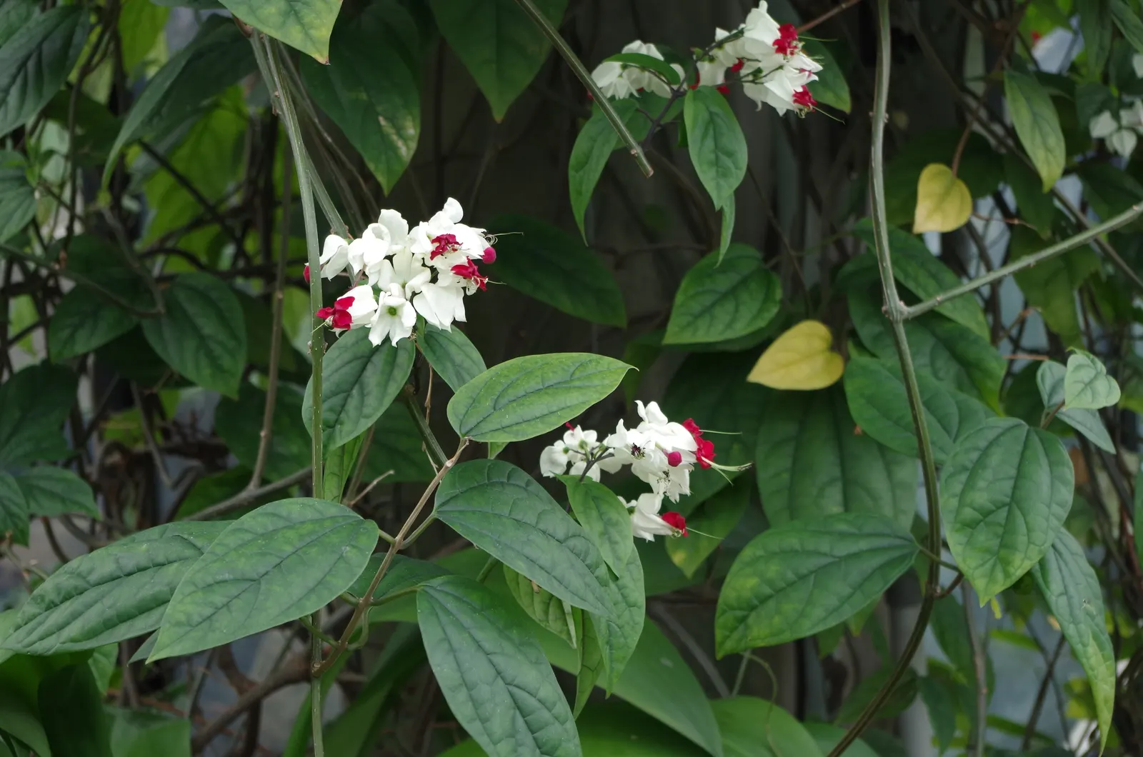 Bleeding Glory-Bower (Clerodendrum Thomsoniae) — though it is necessary to avoid waterlogged conditions; it demands well-draining soil with a good, image 142
