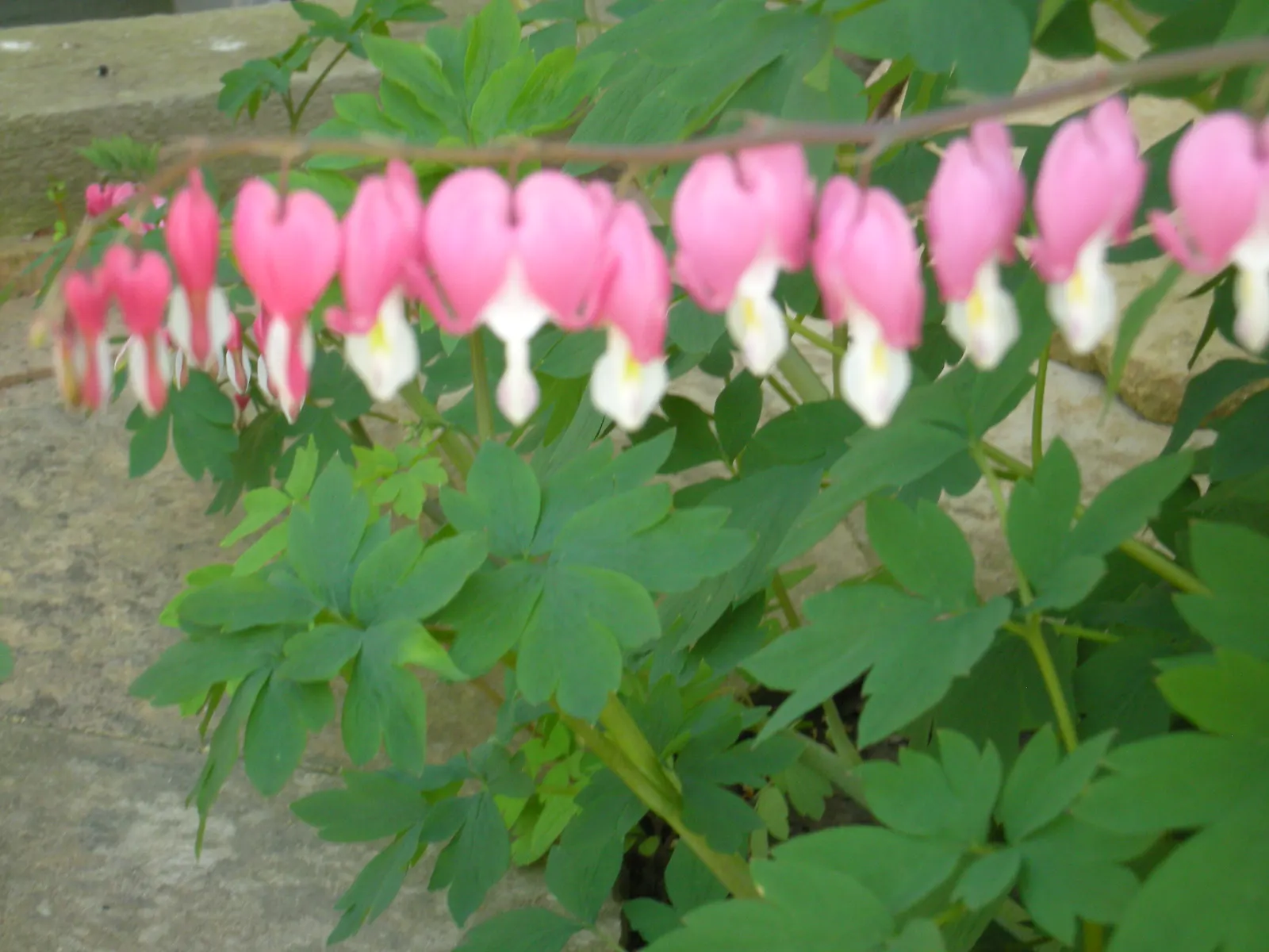Bleeding Glory-Bower (Clerodendrum Thomsoniae) — pendulous flower that emerges from the center, image 113