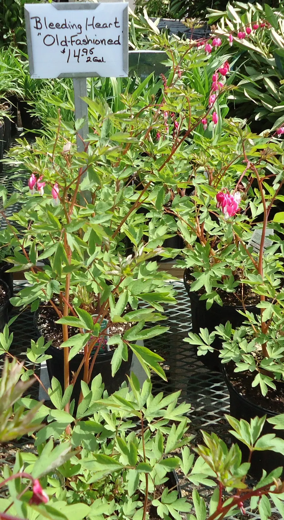 Bleeding Glory-Bower (Clerodendrum Thomsoniae) — The foliage consists of opposite; ovate leaves that are typically about 5 to 7 inches long, image 159