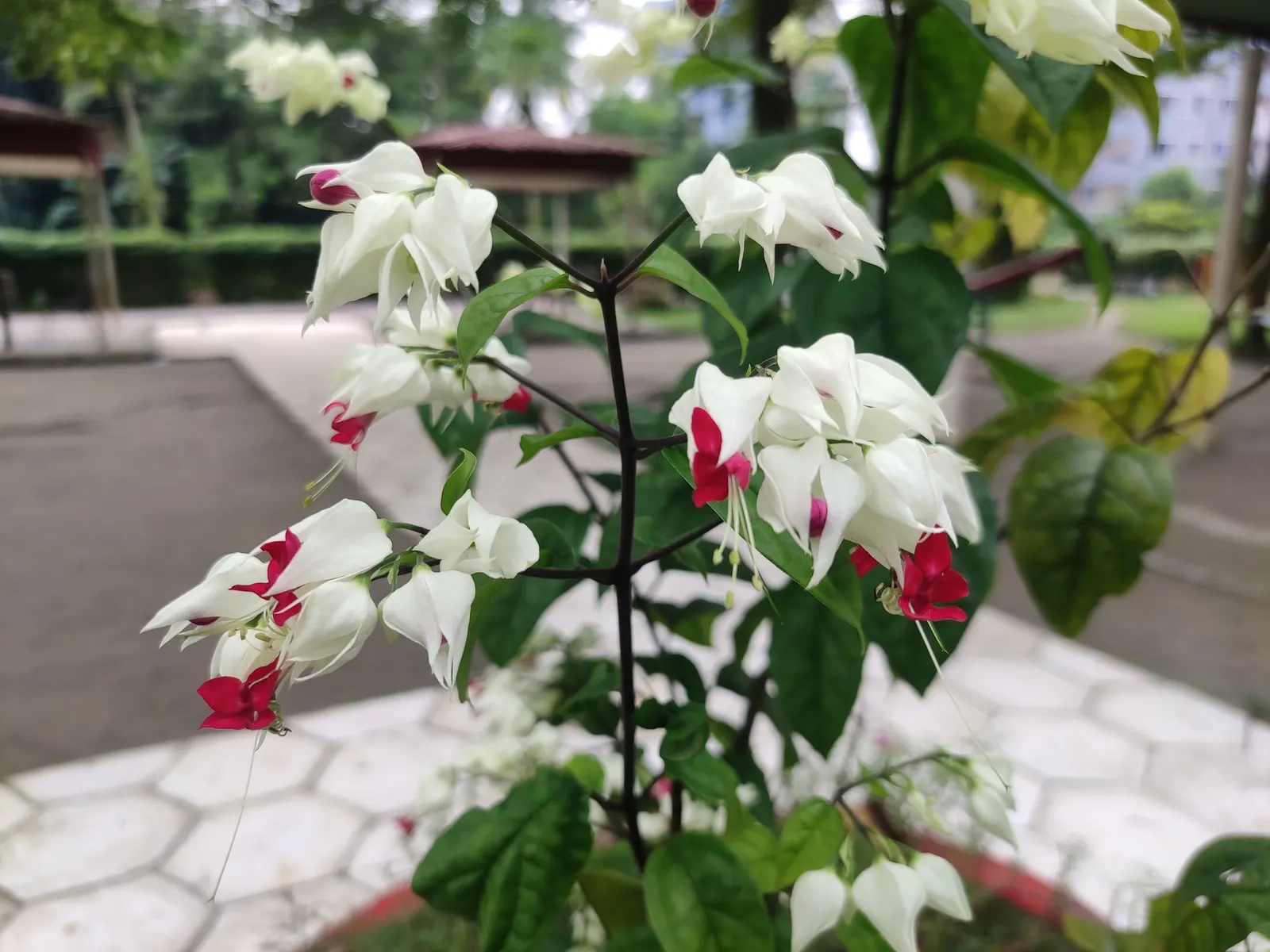 Bleeding Glory-Bower (Clerodendrum Thomsoniae) — Regular watering and occasional pruning maintain shape and health; vine for half, image 54