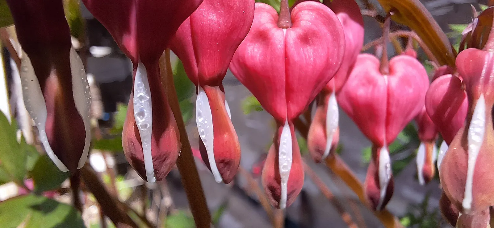 Bleeding Glory-Bower (Clerodendrum Thomsoniae) — Climbing up to 15 feet, it requires support for optimal growth; which bloom primarily during the warm seasons