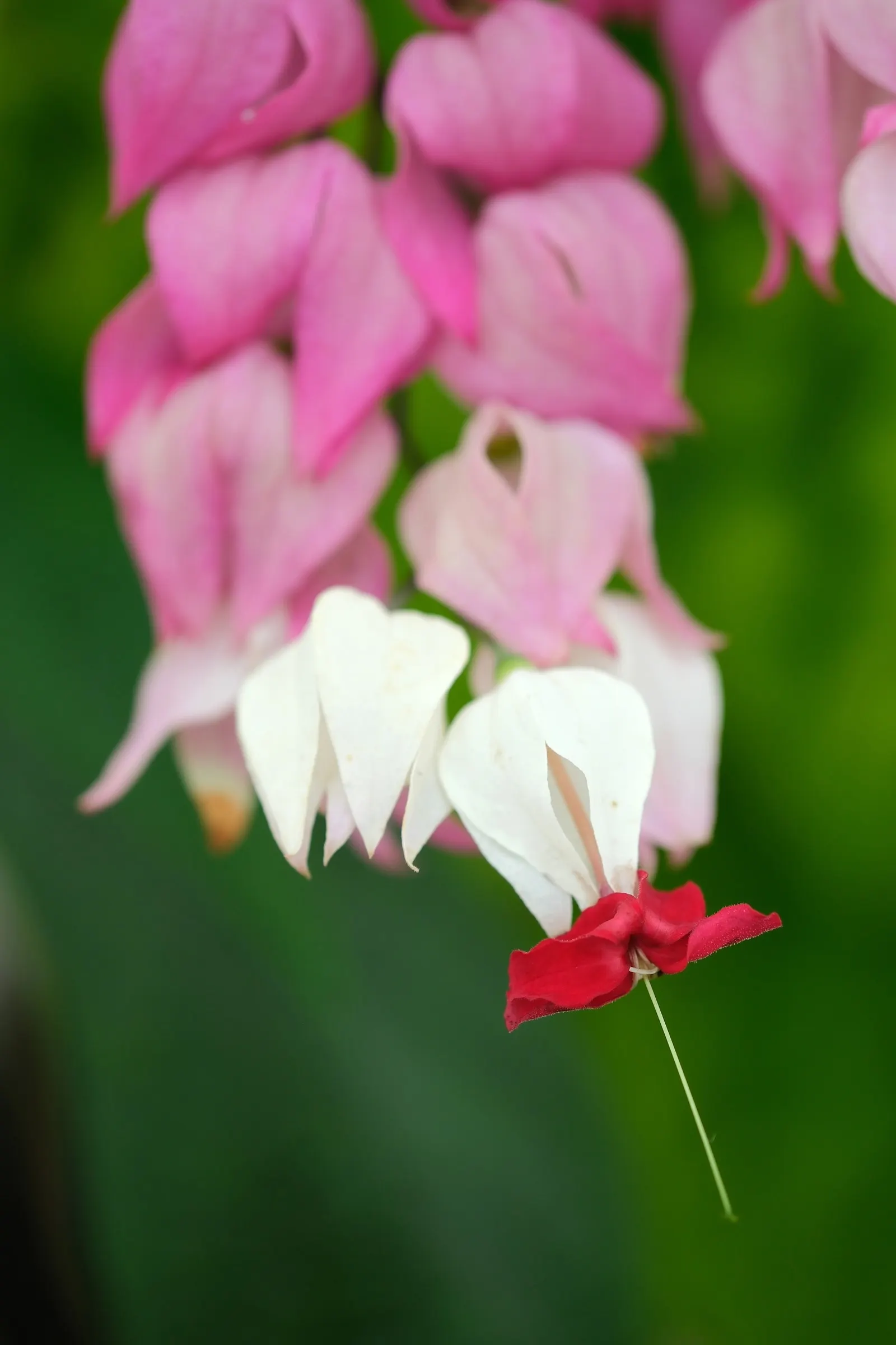 Bleeding Glory-Bower (Clerodendrum Thomsoniae) — It demands well-draining soil with a good amount of organic matter and a consistent moisture, image 91