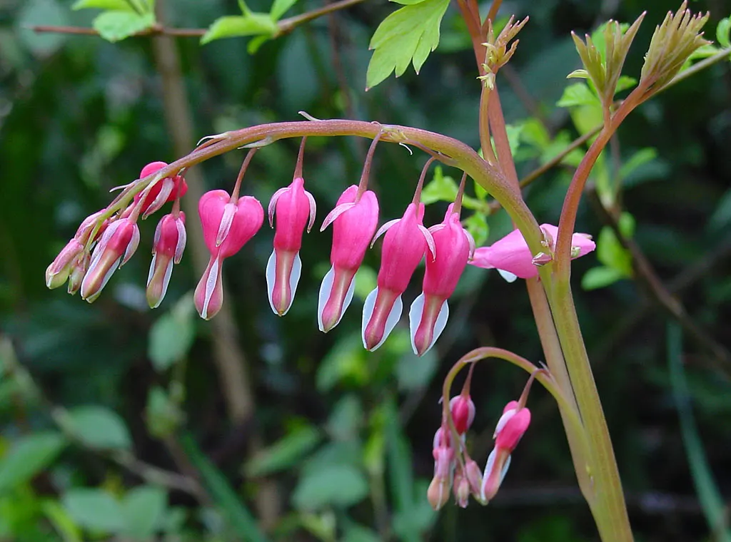 Bleeding Glory-Bower (Clerodendrum Thomsoniae) — creating the appearance of a drop of blood - a characteristic that inspired its common name, image 64