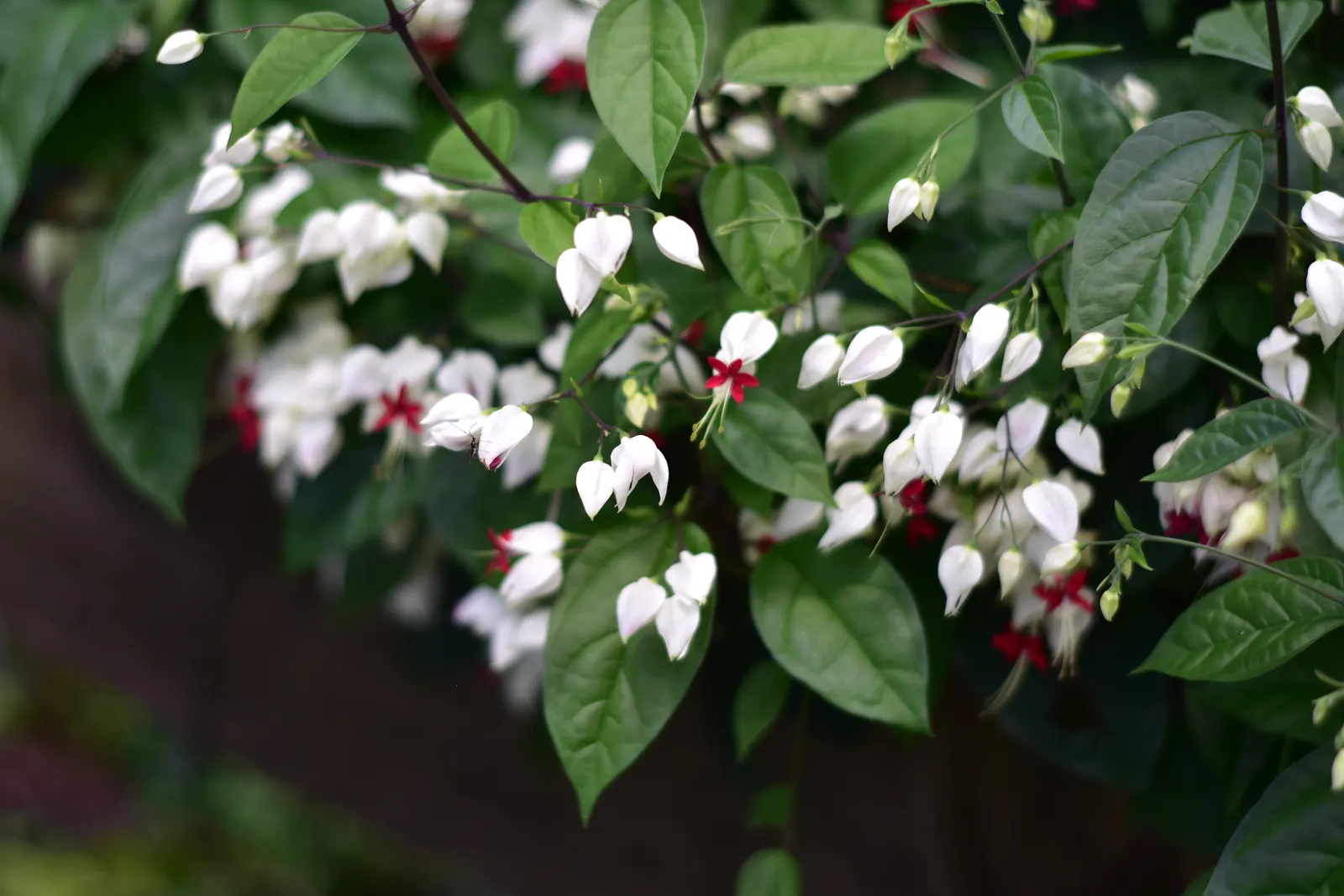 Bleeding Glory-Bower (Clerodendrum Thomsoniae) — is an enchanting tropical vine native to West Africa