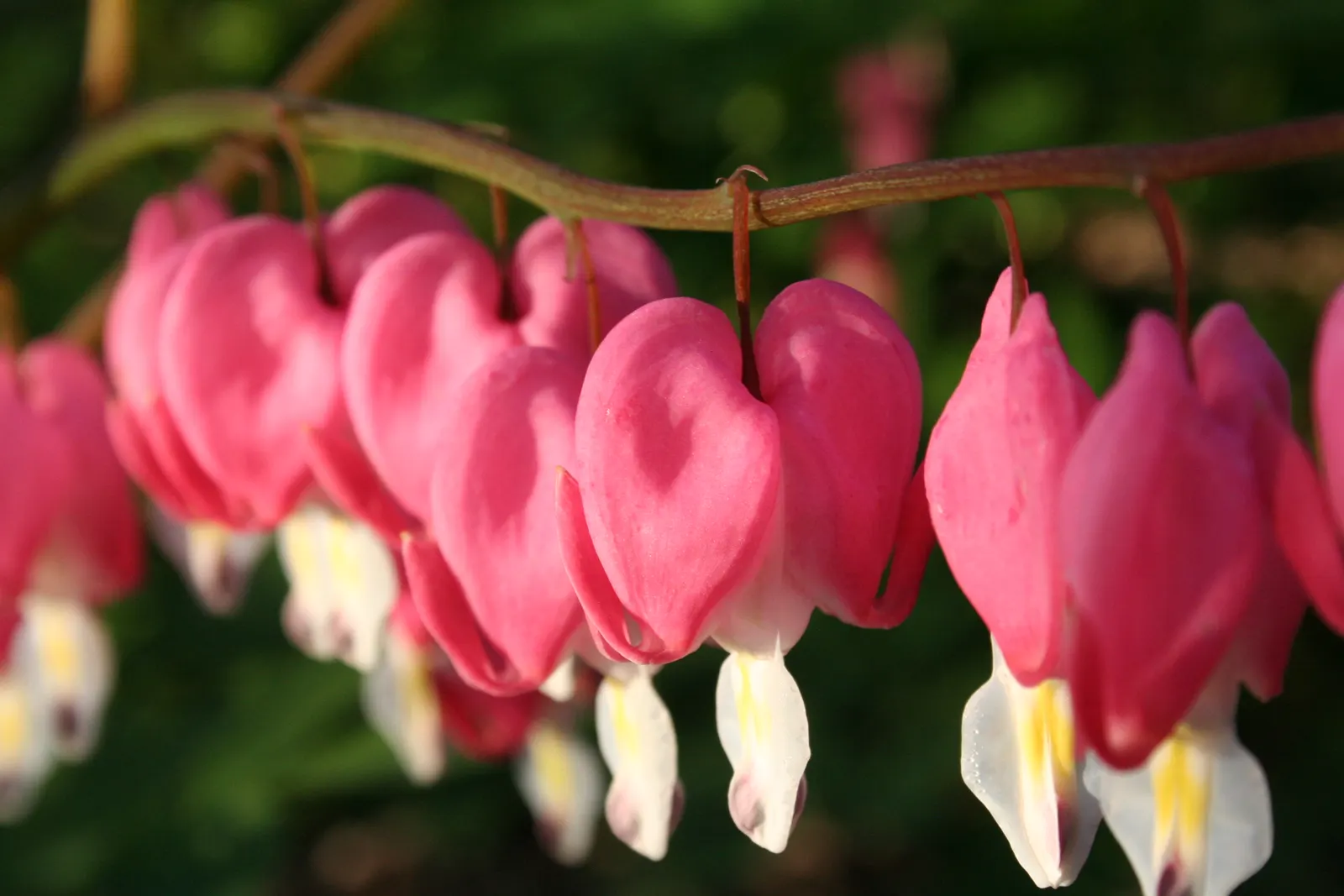 Bleeding Glory-Bower (Clerodendrum Thomsoniae) — Climbing up to 15 feet, it requires support for optimal growth; which bloom primarily during the, image 127