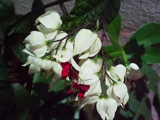 Bleeding Glory-Bower (Clerodendrum Thomsoniae) — pendulous flower that emerges from the center, image 138