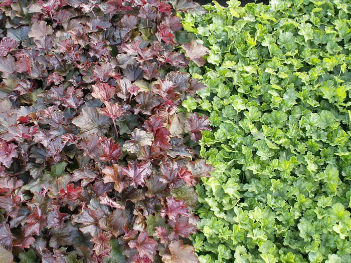 Palace Purple Coral Bells (Heuchera 'Palace Purple') — and striking foliage make it ideal for borders