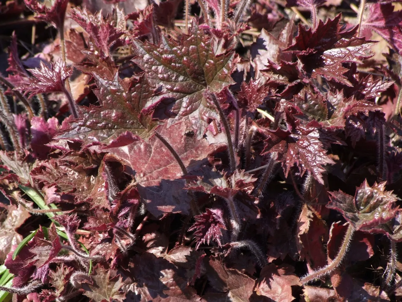 Palace Purple Coral Bells (Heuchera 'Palace Purple') — versatile option for adding both foliage interest and subtle flowering to a garden design