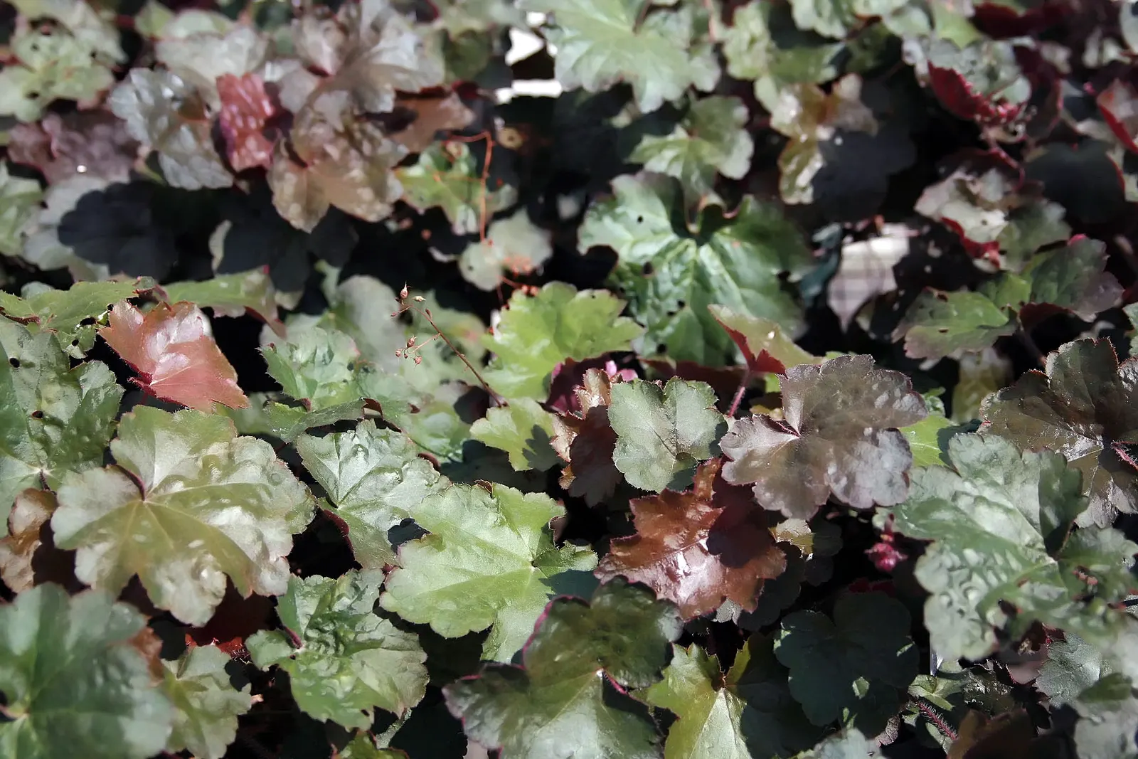 Palace Purple Coral Bells (Heuchera 'Palace Purple') — white to pink flowers on 18-24 inch stems