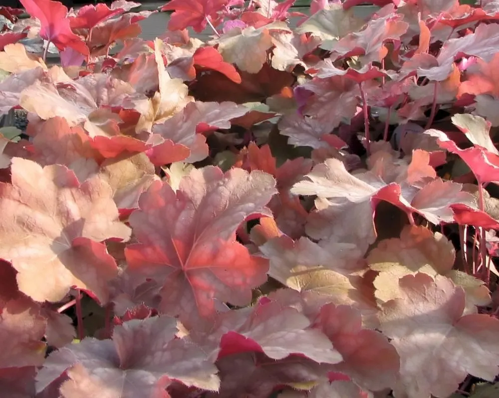 Palace Purple Coral Bells (Heuchera 'Palace Purple') — typically 12-18 inches tall and wide