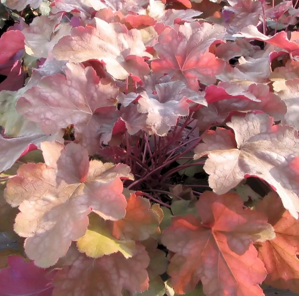 Palace Purple Coral Bells (Heuchera 'Palace Purple') — The Heuchera 'Palace Purple,' commonly referred to as the Palace Purple Coral Bells