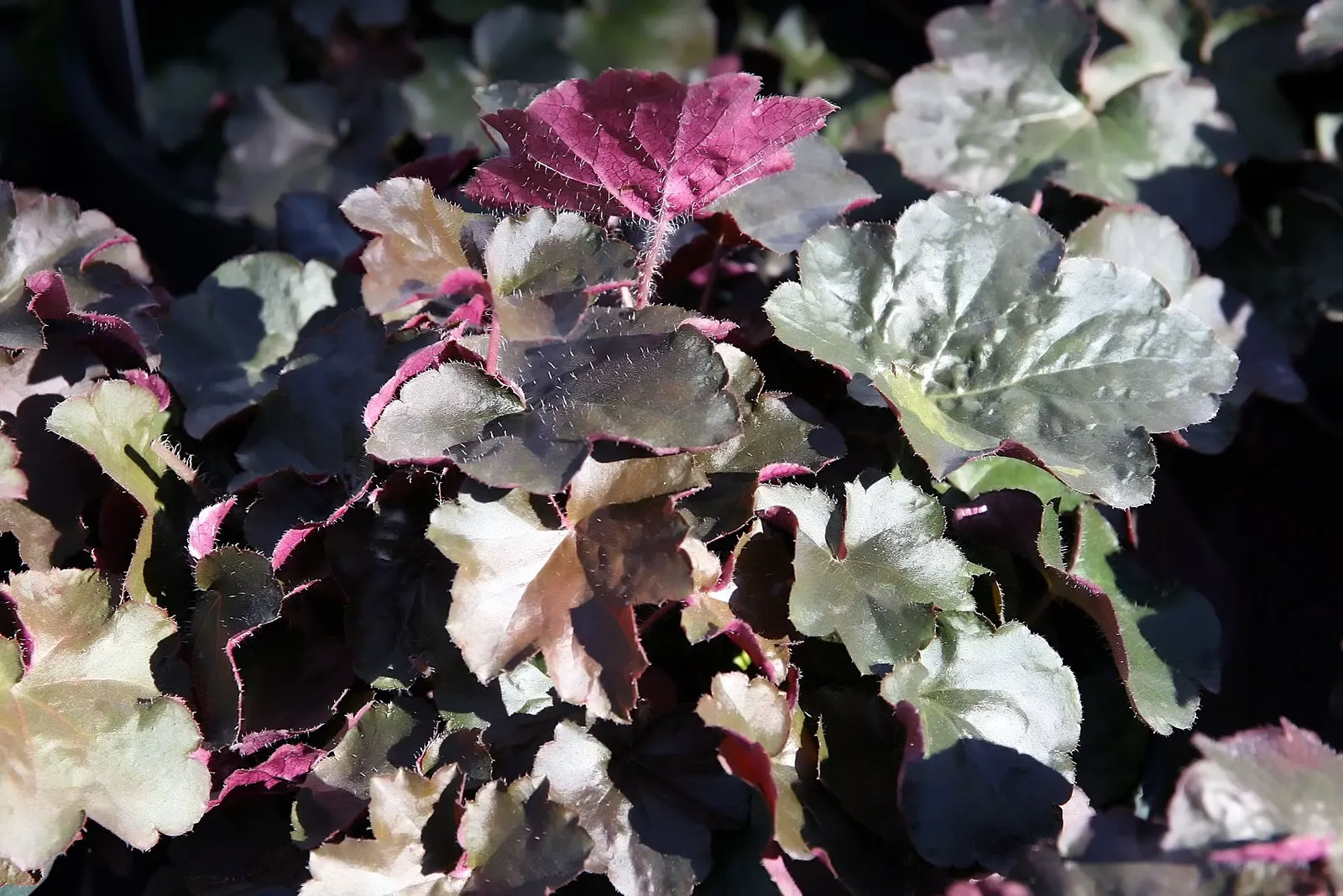 Palace Purple Coral Bells (Heuchera 'Palace Purple') — Recognized by its striking purplish-bronze leaves
