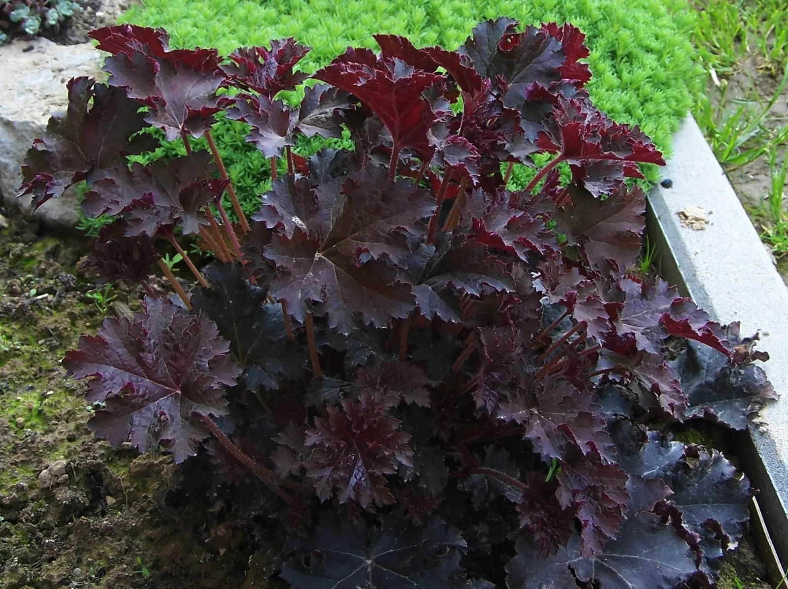 Palace Purple Coral Bells (Heuchera 'Palace Purple') — commonly known as Palace Purple Coral Bells