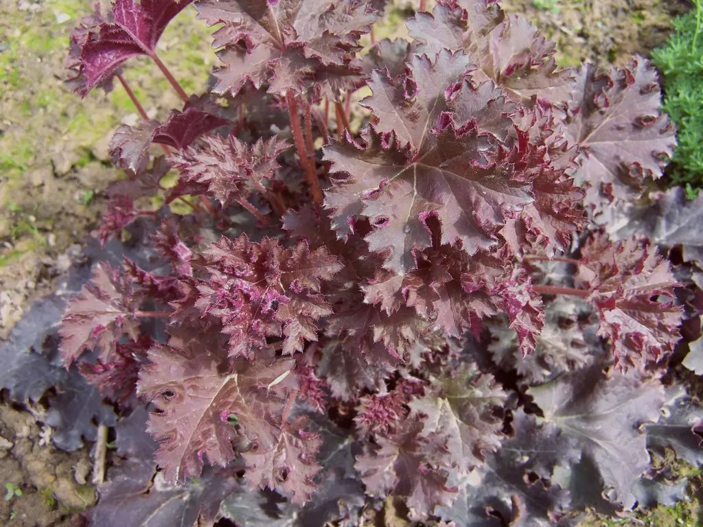 Palace Purple Coral Bells (Heuchera 'Palace Purple') — This hardy perennial prefers partial shade and well-drained soil, thriving in USDA zones 4-9