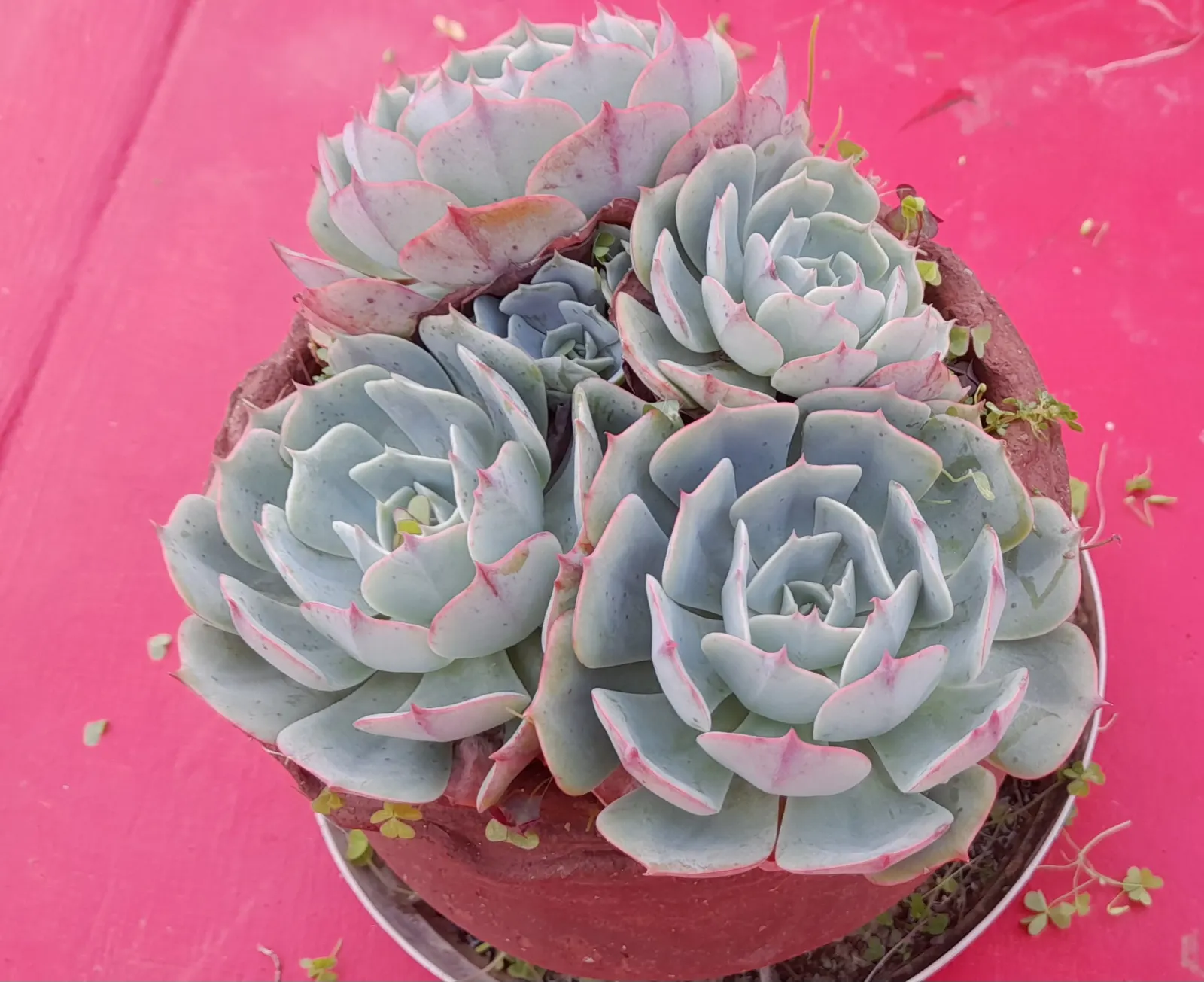 Blue Rose Echeveria (Echeveria Imbricata) — is a captivating succulent with tight rosettes of powdery blue-green leaves