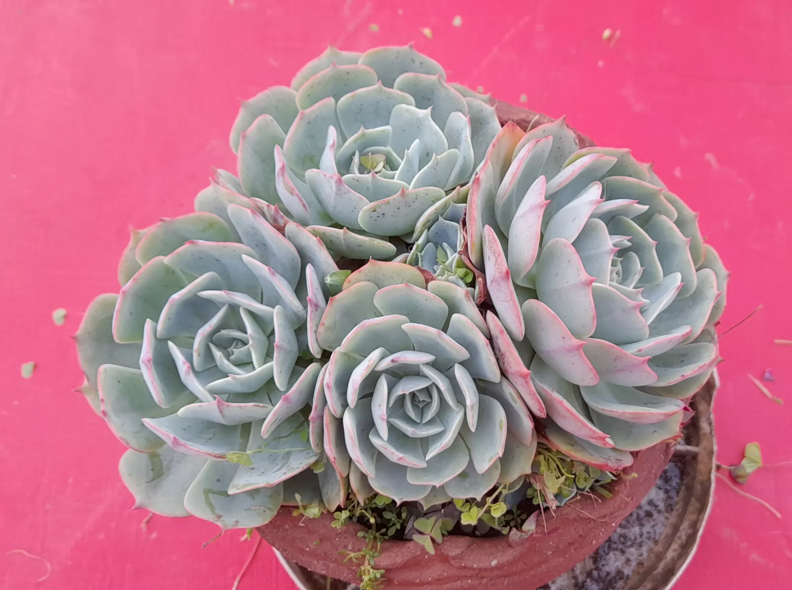 Blue Rose Echeveria (Echeveria Imbricata) — This drought-tolerant plant prefers well-draining soil