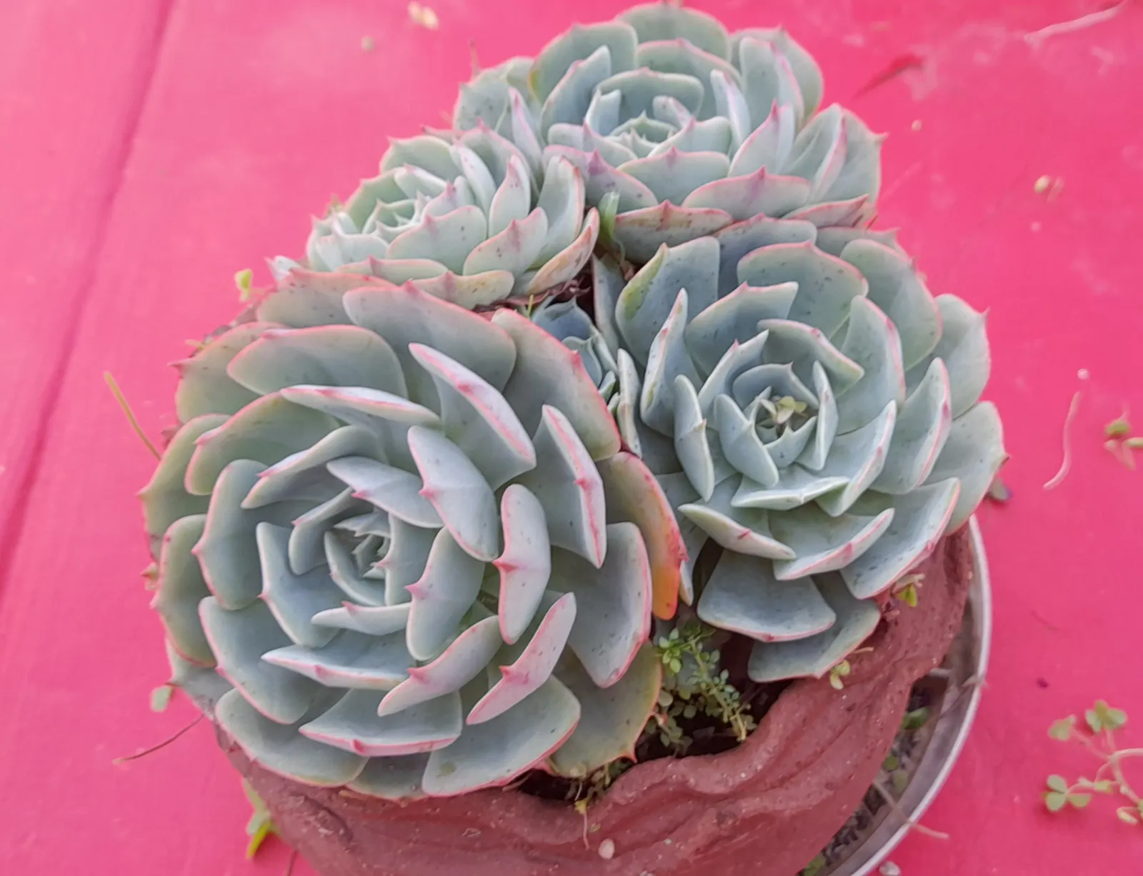 Blue Rose Echeveria (Echeveria Imbricata) — It reaches up to 8 inches in diameter and thrives in full to partial sun