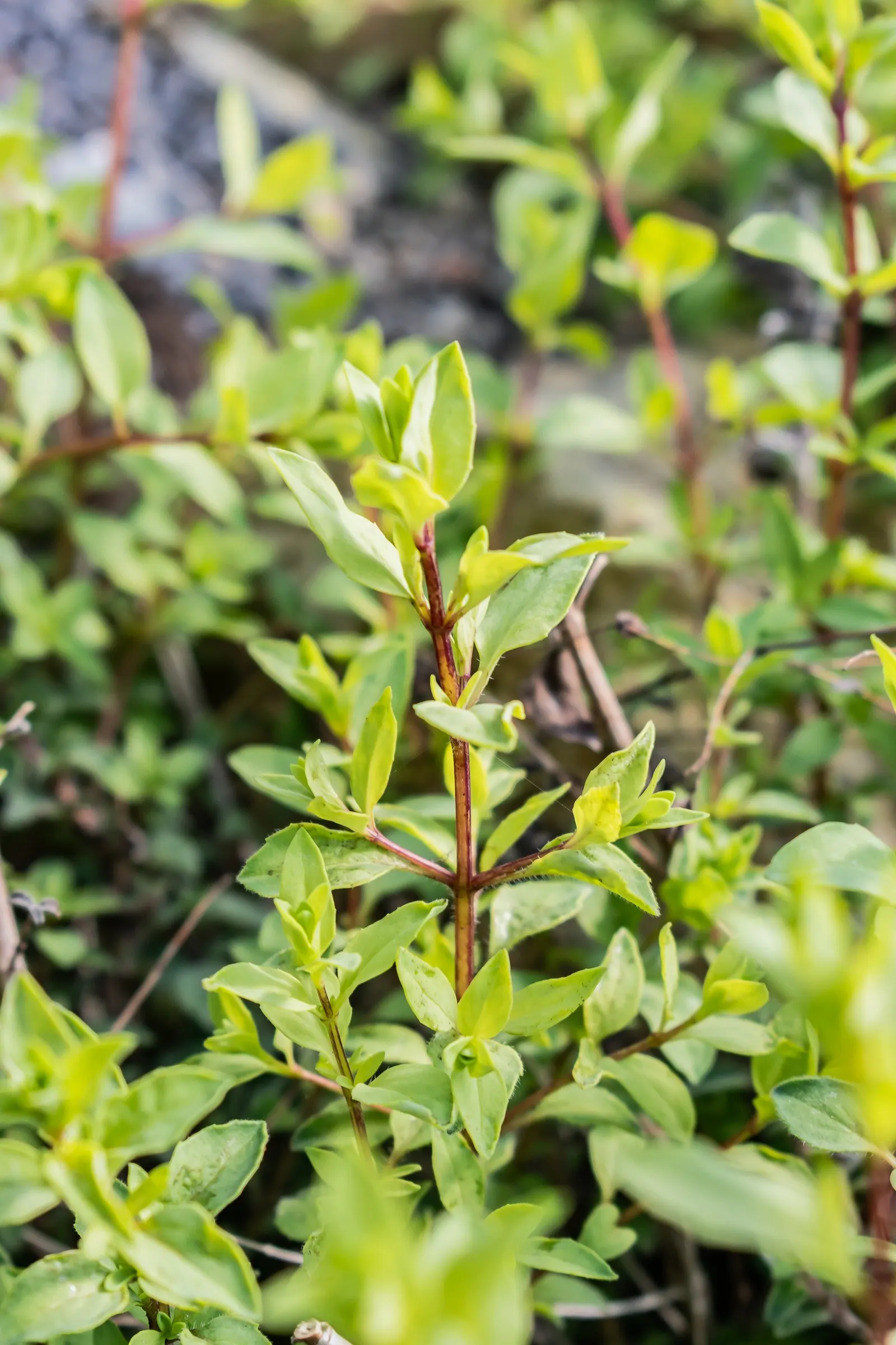Showy Pink Oregano (Origanum Sipyleum) — Its fragrant foliage, with a spread of roughly 18 inches, offers a burst of aroma when brushed against