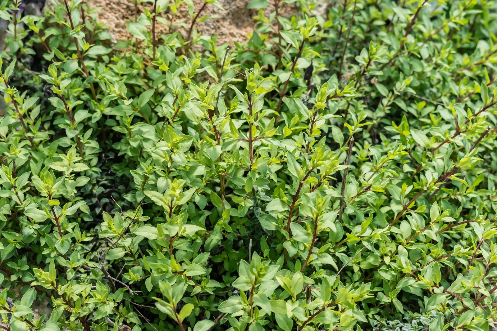 Showy Pink Oregano (Origanum Sipyleum) — This plant thrives in USDA Zones 5-8, enjoys full sun, and requires well-drained soil