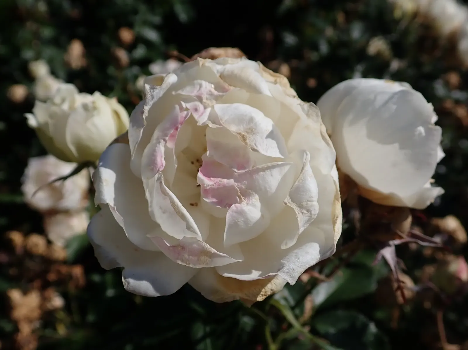 Icecap Rose (Rosa 'Icecap') — making it a compact choice suitable for borders and group plantings