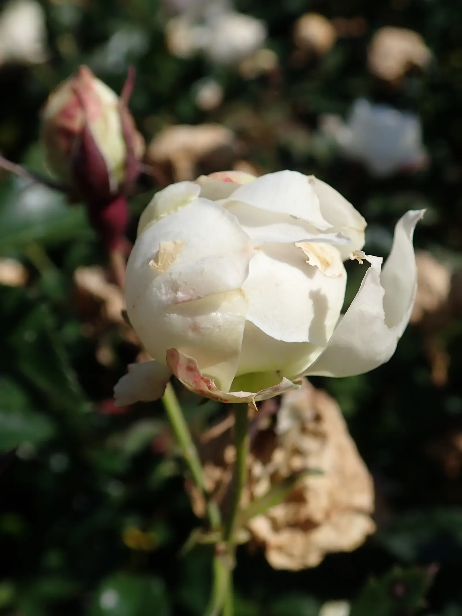 Icecap Rose (Rosa 'Icecap') — It thrives in full sun and well-drained soil