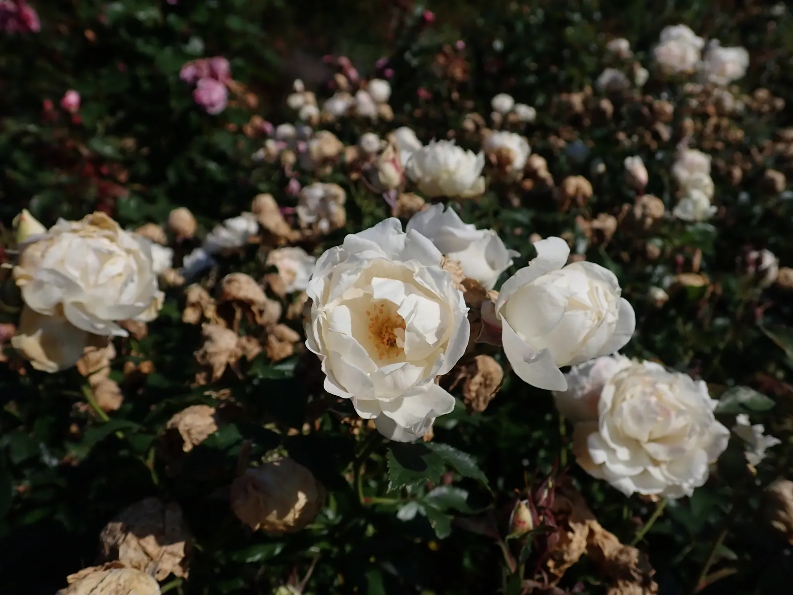 Icecap Rose (Rosa 'Icecap') — particularly to black spot and mildew
