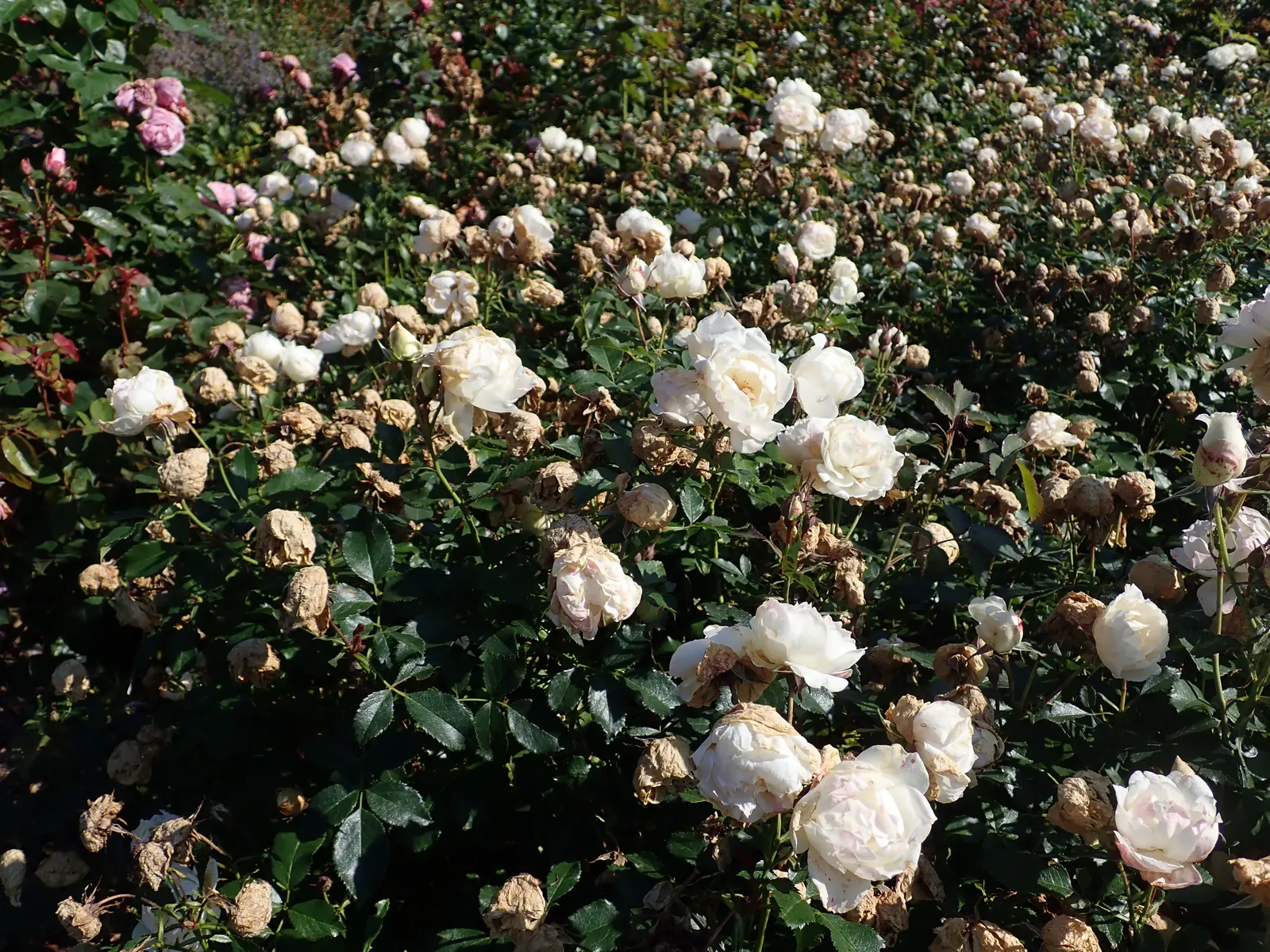 Icecap Rose (Rosa 'Icecap') — commonly referred to as the Icecap Rose