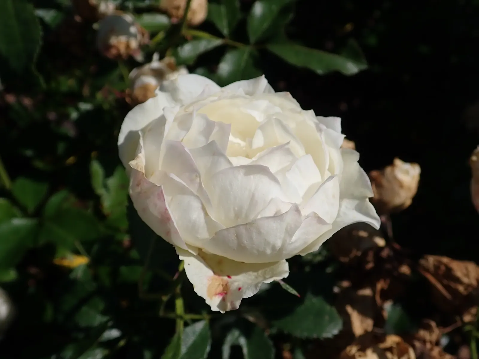 Icecap Rose (Rosa 'Icecap') — This repeat bloomer spans about 2-3 feet tall and wide