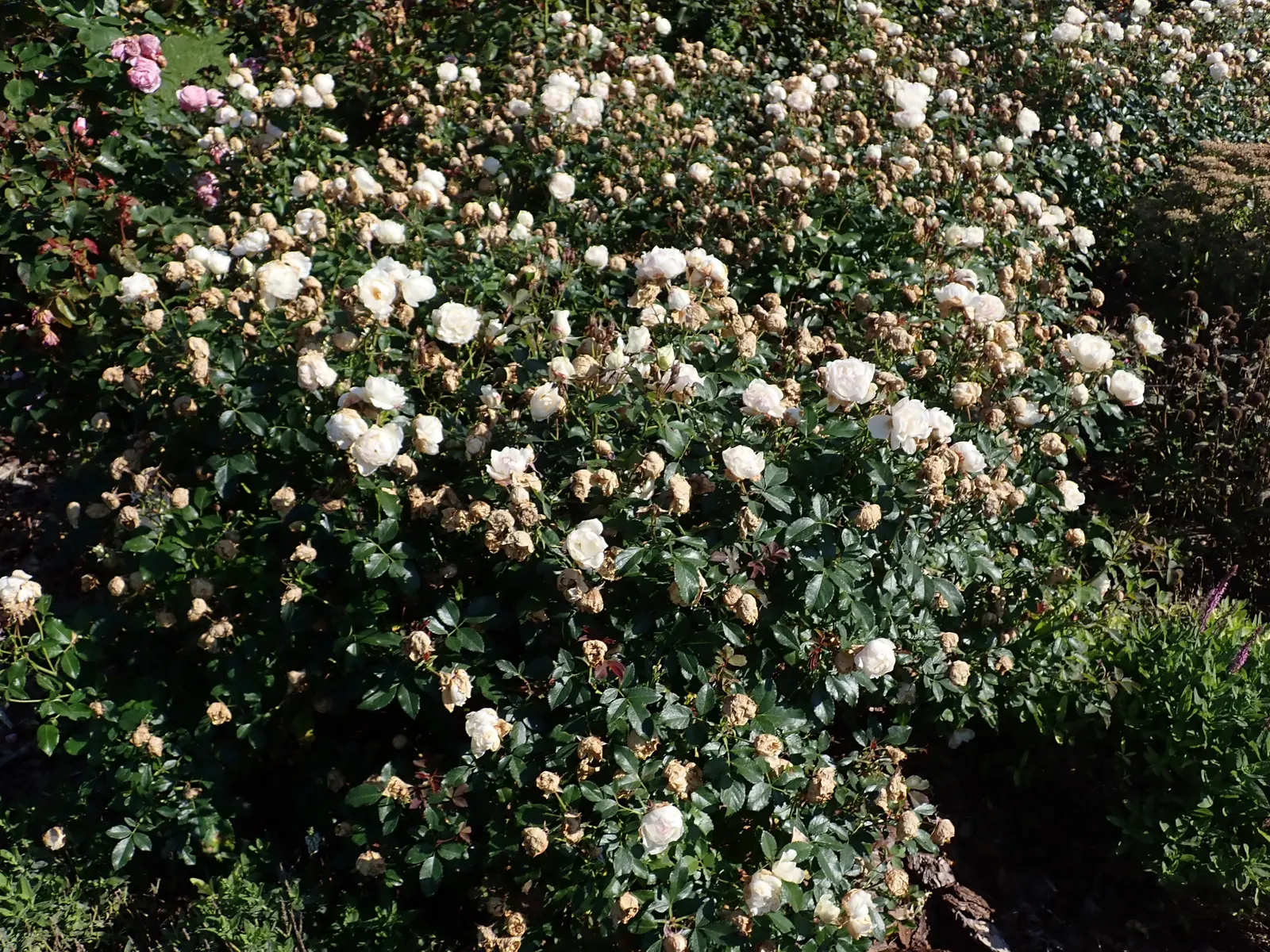 Icecap Rose (Rosa 'Icecap') — exhibiting high disease resistance