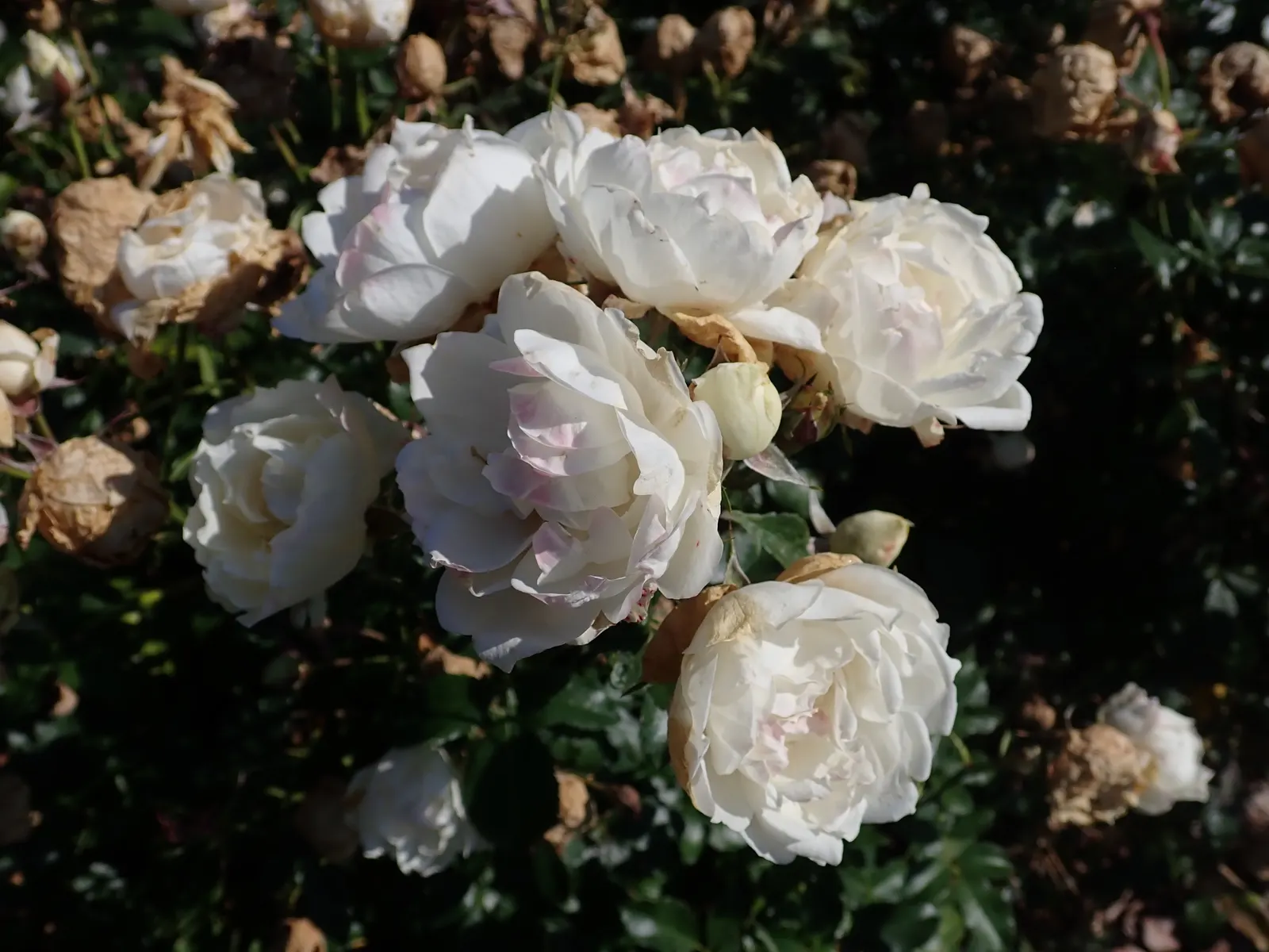 Icecap Rose (Rosa 'Icecap') — Ideal for low-maintenance landscapes, 'Icecap' provides continuous color from late spring to frost