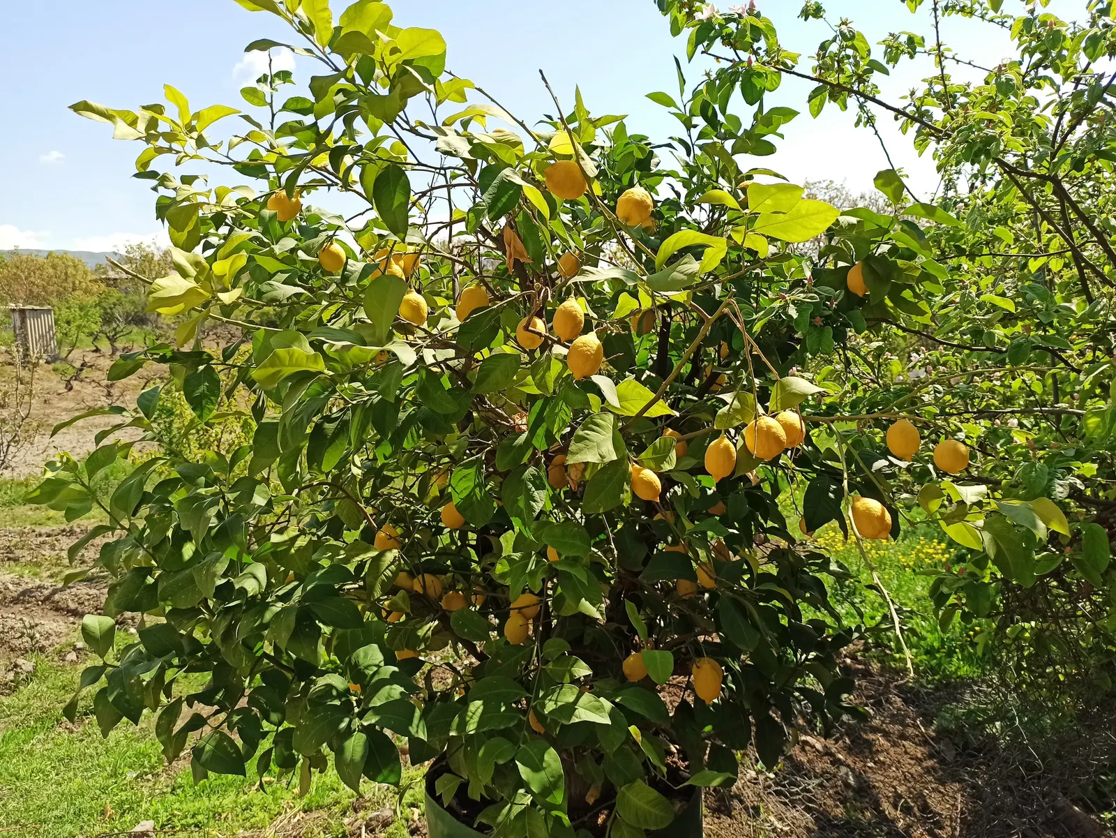 Lemon (Citrus Limon Cv.) — requiring moderate water and maintenance