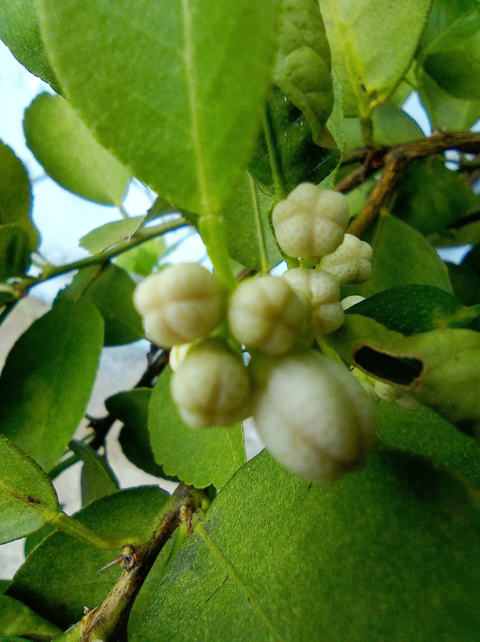 Lemon (Citrus Limon Cv.) — It boasts fragrant white flowers and glossy green leaves