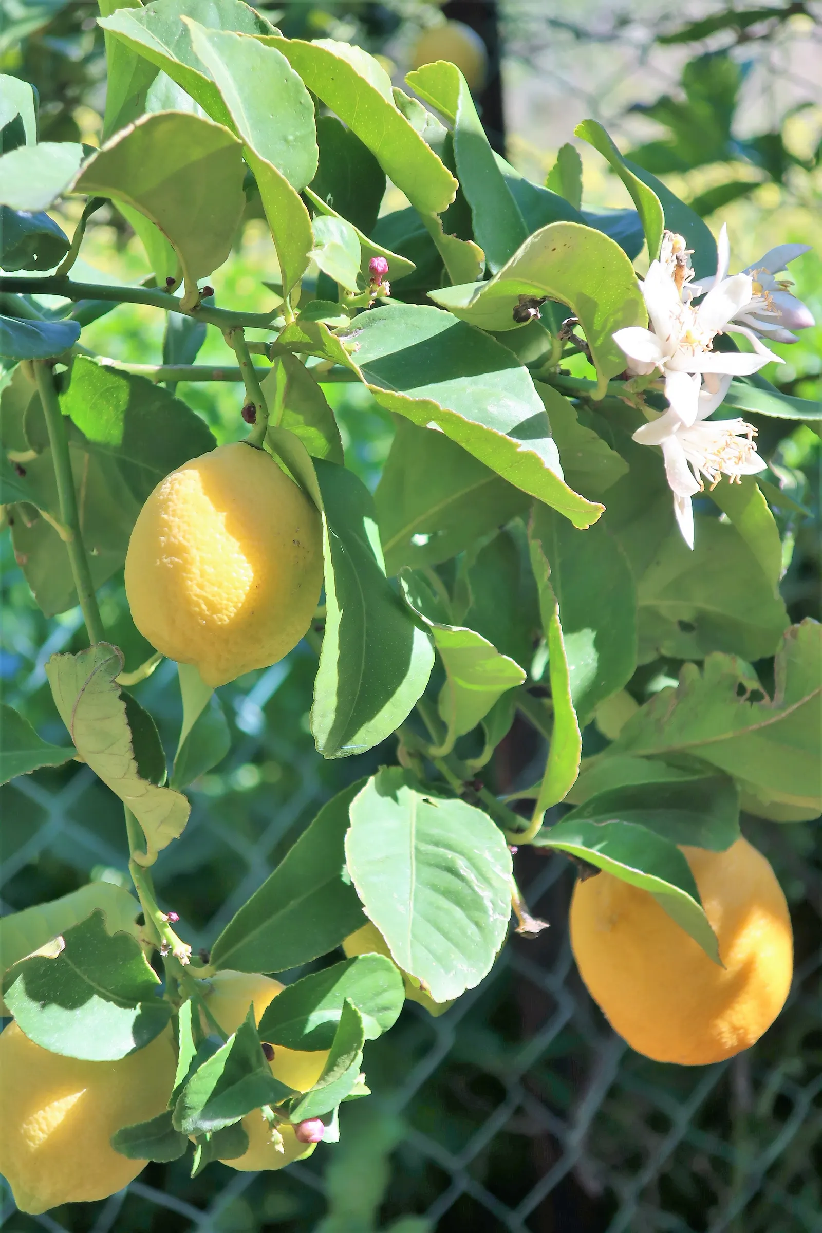 Lemon (Citrus Limon Cv.) — normally staying under 10 feet tall.<br><br>Boasting dark green; and can continue throughout the year in milder