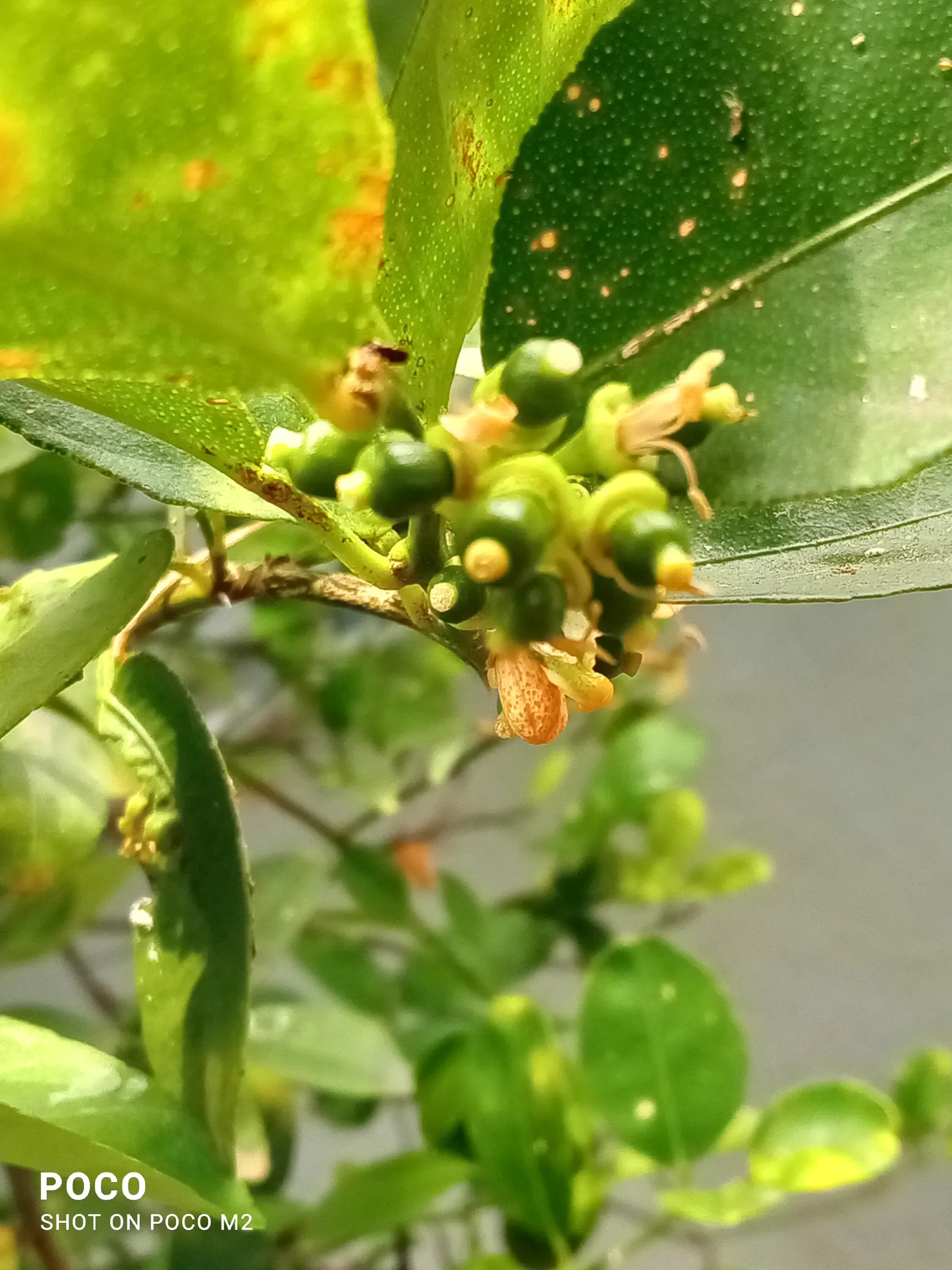 Lemon (Citrus Limon Cv.) — Lemons enhance landscapes with their year-round visual and culinary appeal; bright yellow fruit (2-3 inches in diameter)