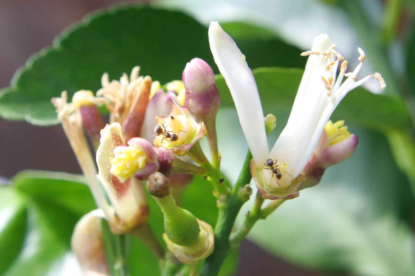 Lemon (Citrus Limon Cv.) — glossy ovate leaves that range from 2.5 to 4.5 inches long