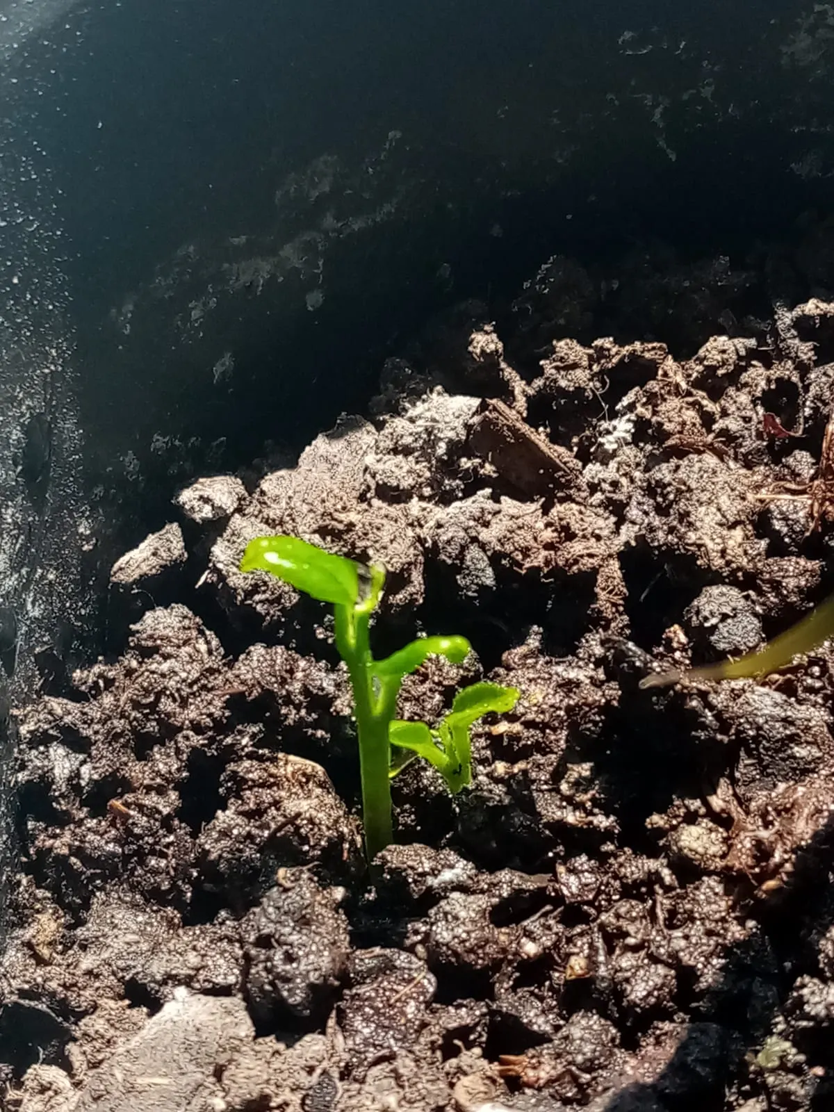 Lemon (Citrus Limon Cv.) — which usually measure about 2 to 3 inches in diameter