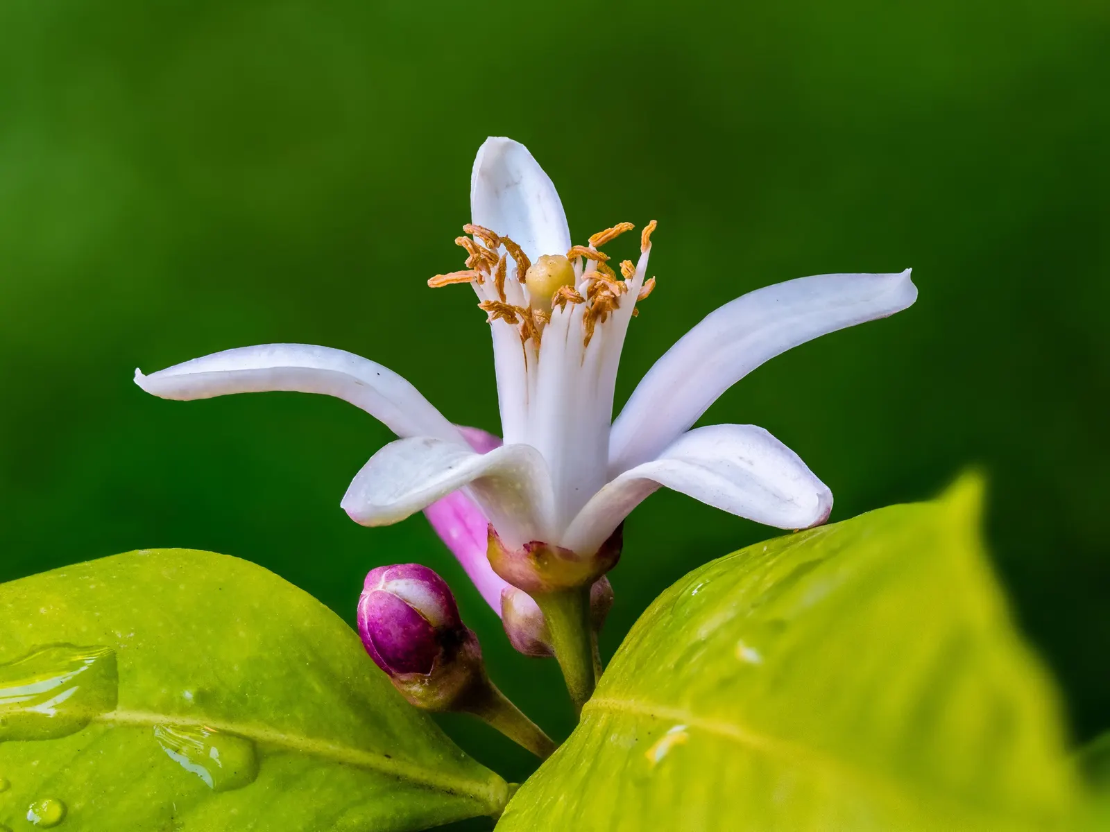 Lemon (Citrus Limon Cv.) — especially during the fruiting season
