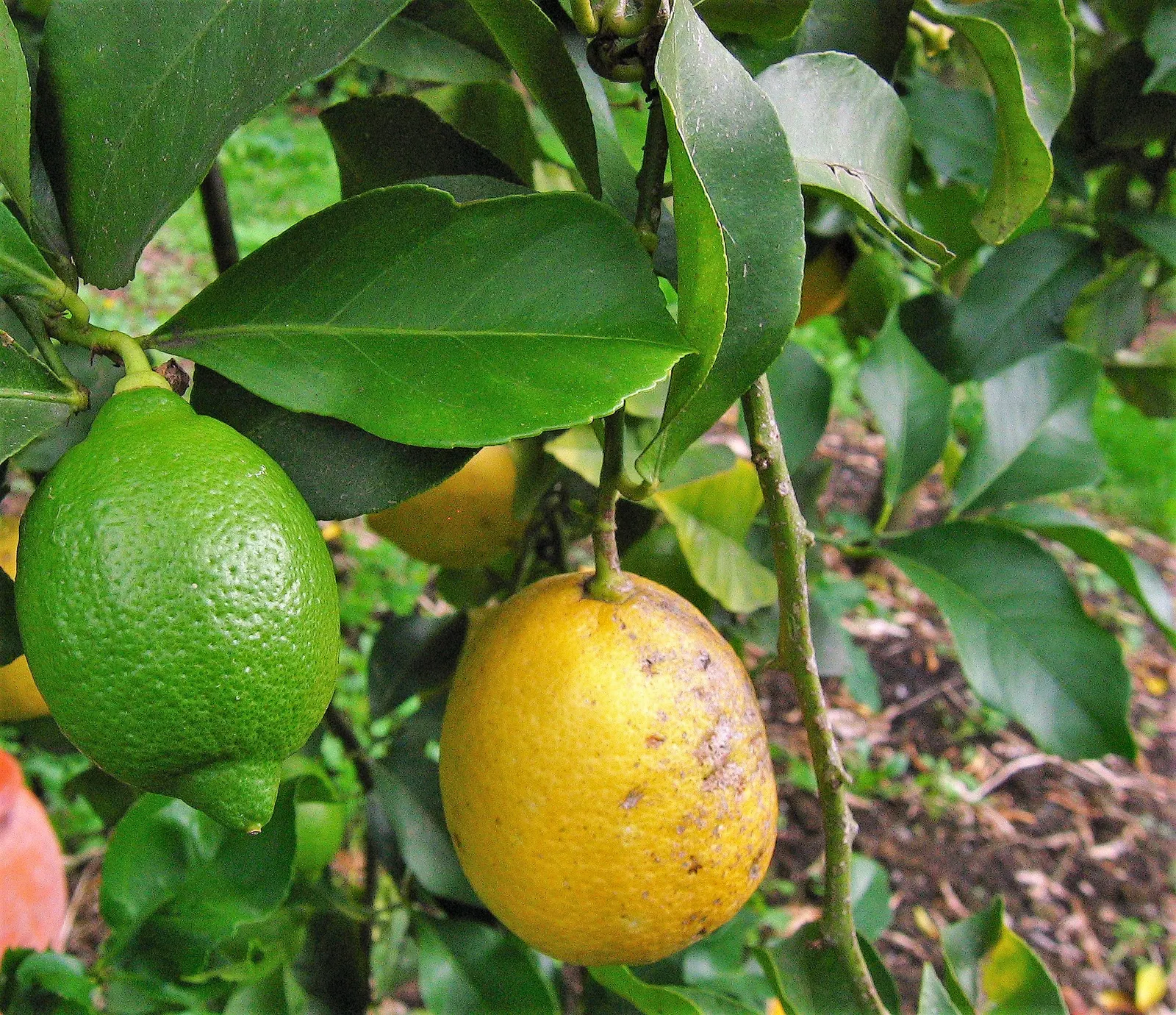 Lemon (Citrus Limon Cv.) — it typically reaches heights between 10 to 20 feet with a similar spread
