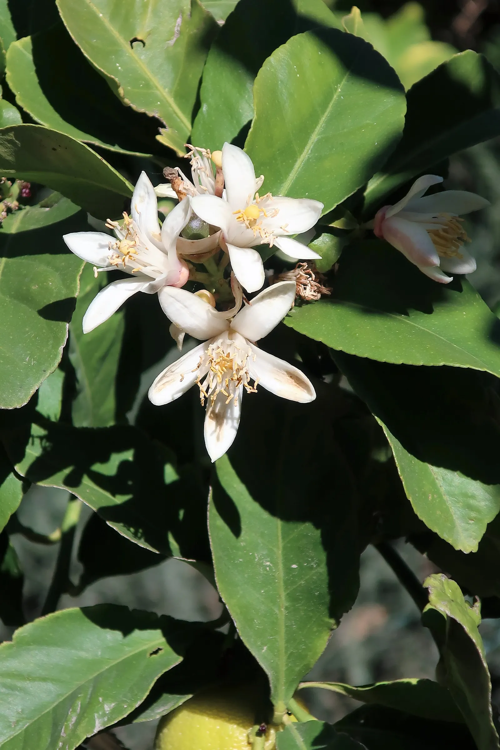 Lemon (Citrus Limon Cv.) — which are not only visually appealing but also attract pollinators to the garden; scientifically referred to as Citrus limon cv.