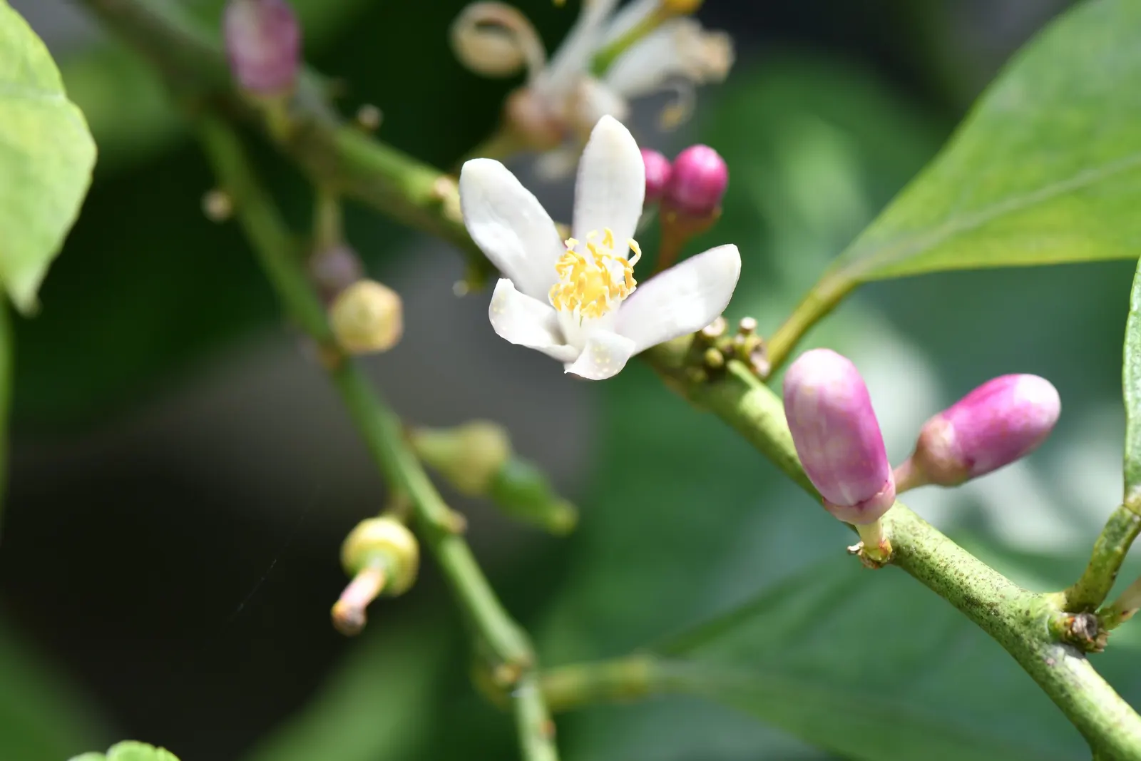 Lemon (Citrus Limon Cv.) — bright yellow fruit (2-3 inches in diameter)