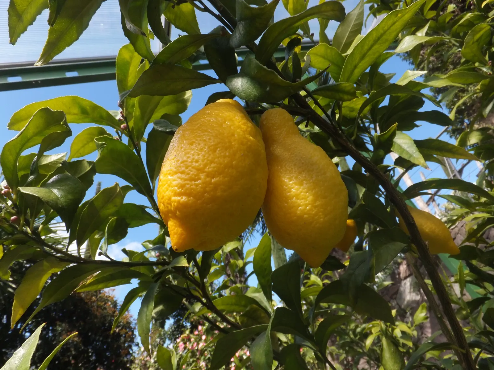 Lemon (Citrus Limon Cv.) — necessitating at least 6 to 8 hours of direct sunlight daily; beginning as early as the second or third year
