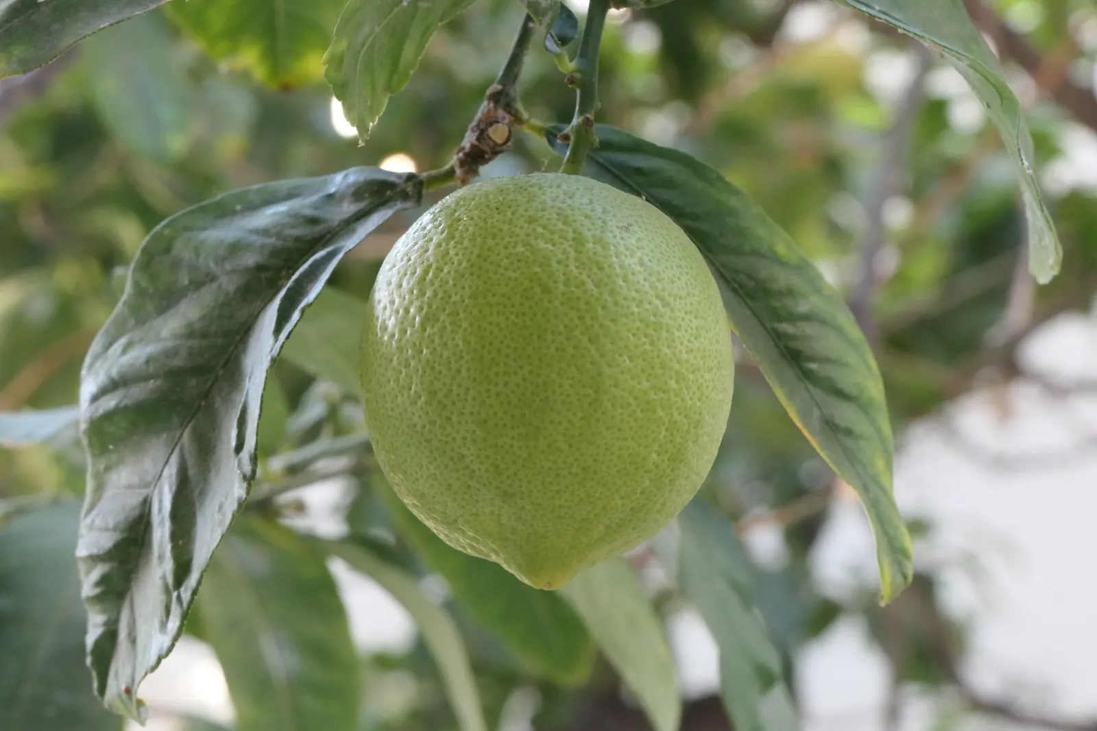 Lemon (Citrus Limon Cv.) — tree with white blooms