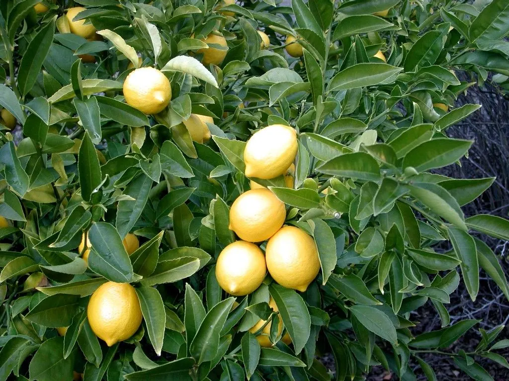 Lemon (Citrus Limon Cv.) — Lemon trees require full sun exposure for optimal growth and fruit production, image 44