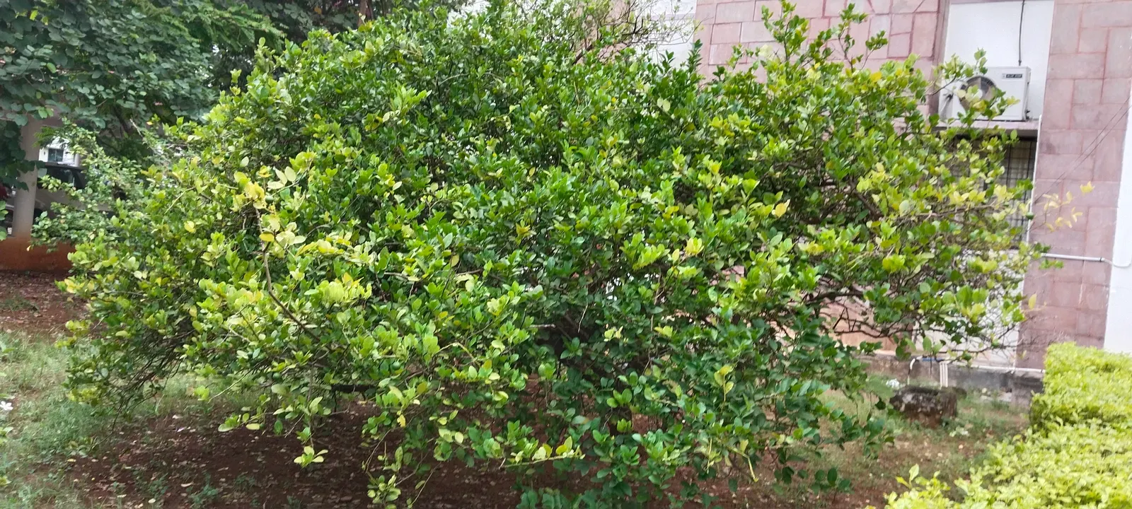 Lemon (Citrus Limon Cv.) — white flowers in the garden