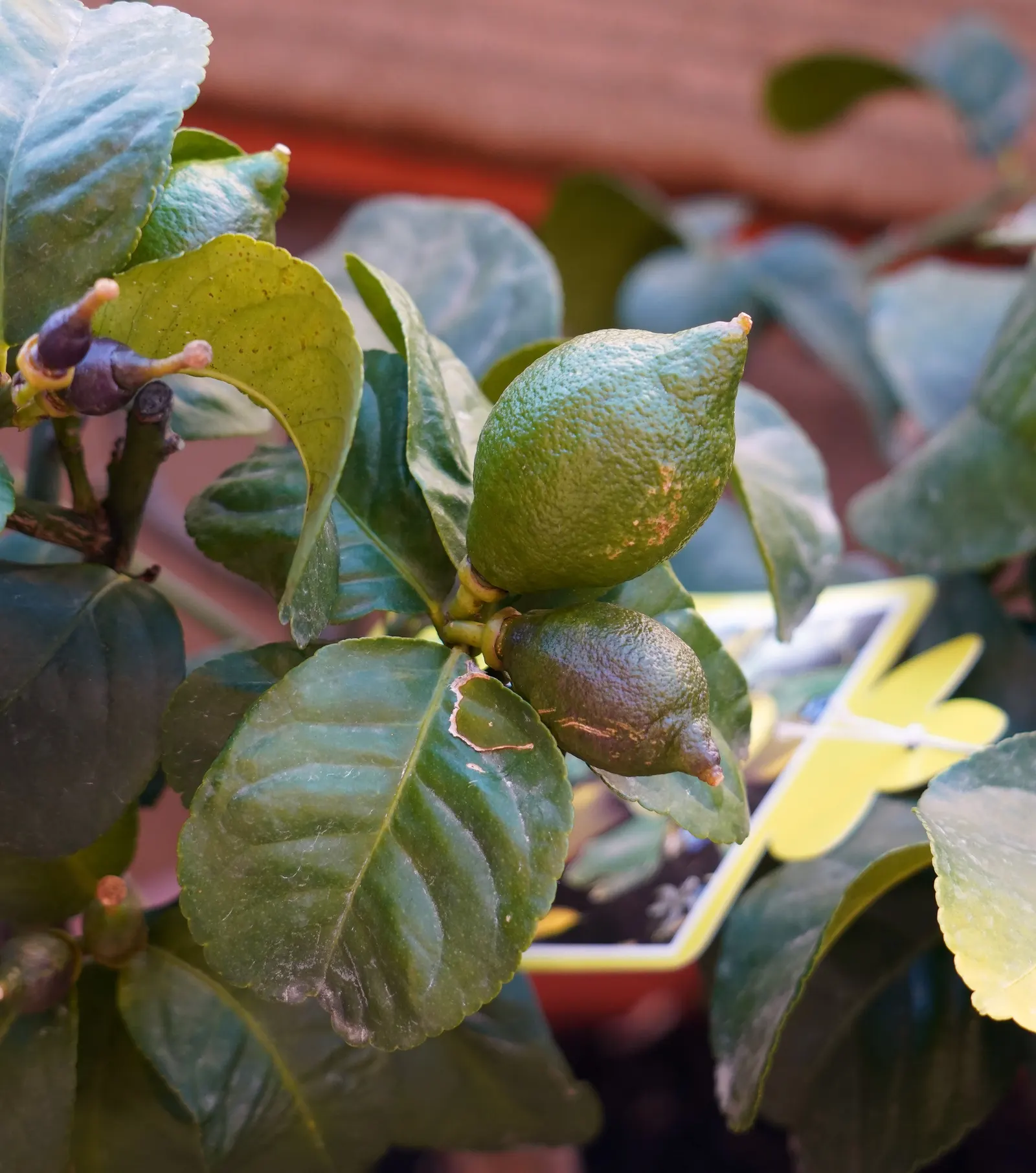 Lemon (Citrus Limon Cv.) — is an evergreen fruiting tree highly prized for its culinary versatility and aromatic qualities