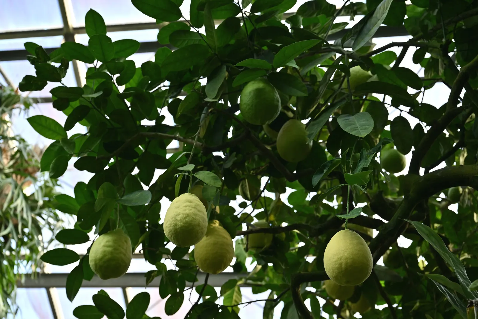 Lemon (Citrus Limon Cv.) — the foliage provides a year-round lush aesthetic; is an evergreen fruiting tree highly prized for its culinary versatility and